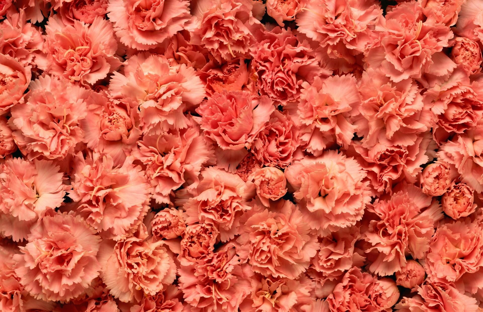 macro, springtime, romance, pattern, nature, softness, pink Color, abundance, 1080P, botany, carnations, inflorescence, freshness, plant, petal, carnation - Flower, HD Wallpaper