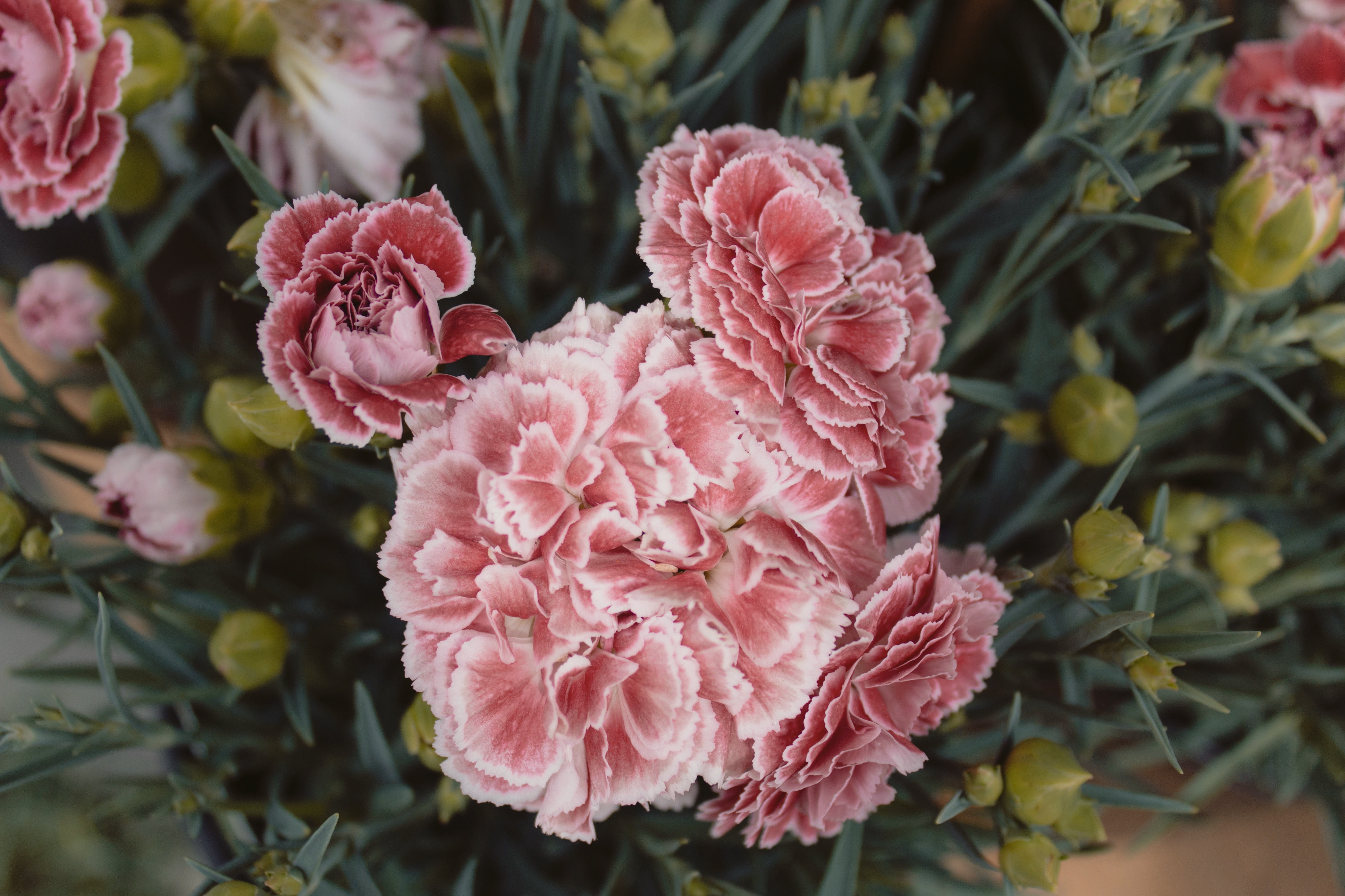 inflorescence, growth, decoration, no People, flowering plant, red, freshness, carnations, nature, day, vulnerability, pink Color, botany, fragility, rose - Flower, HD Wallpaper