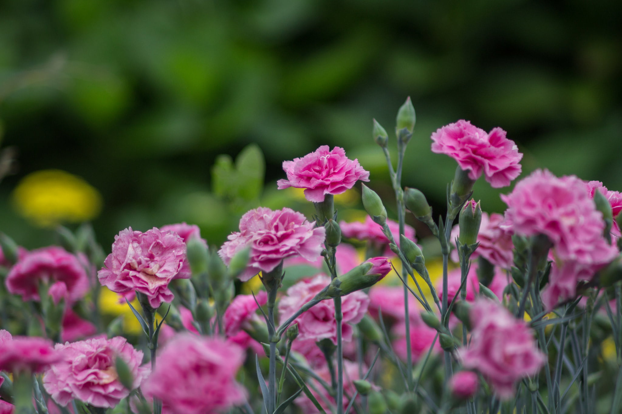 pink, carnation, flowers, 1080P, HD Wallpaper