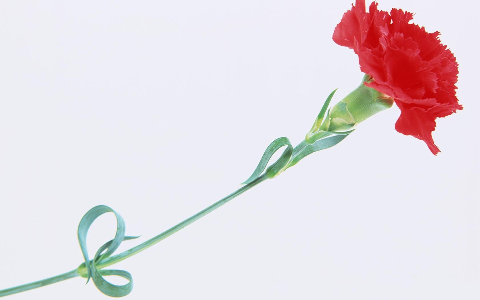 summer, leaf, red, rose - Flower, blossom, 720P, plant, love, romance, stem, isolated, vulnerability, plant stem, plant part, freshness, single Flower, HD Wallpaper