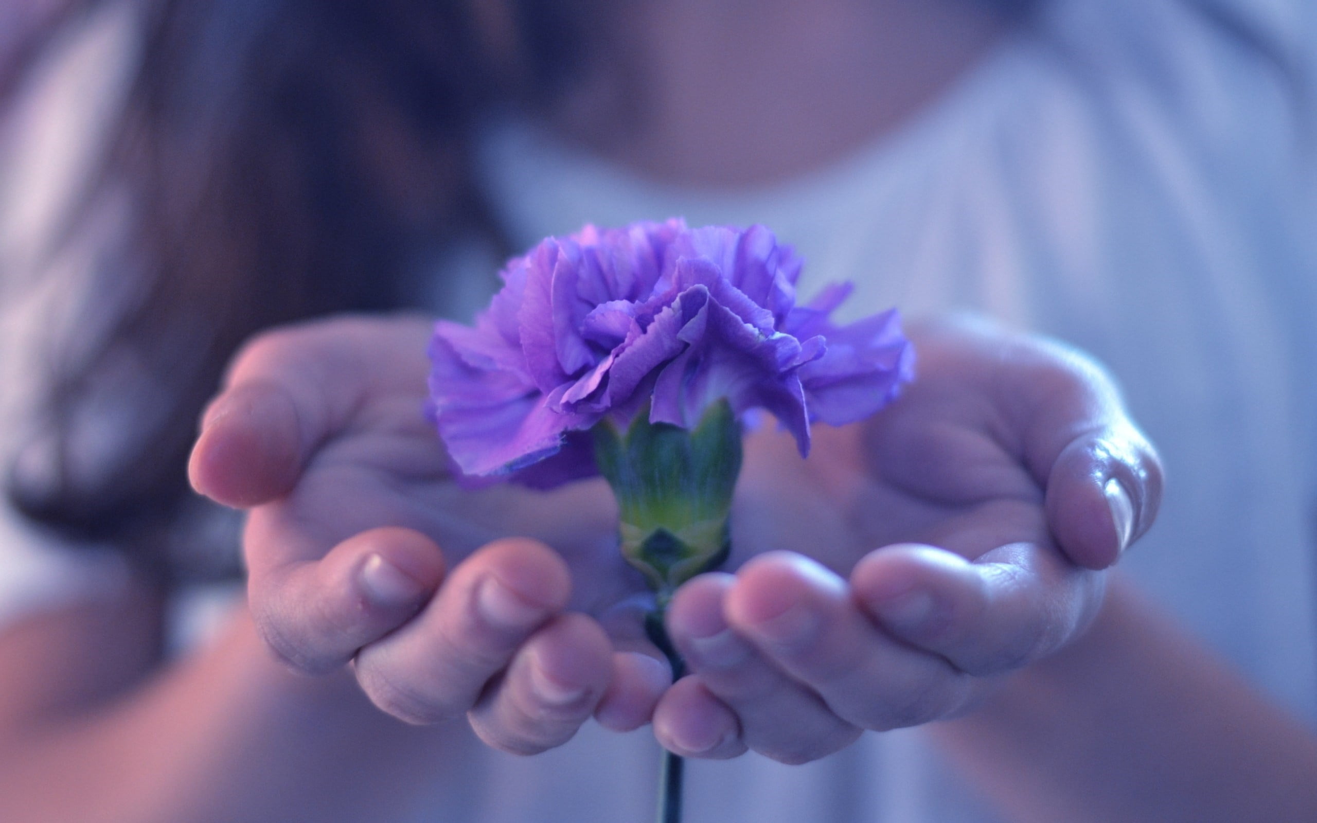 flowering plant, people, love, green Color, petal, freshness, pink Color, beautiful, front view, outdoors, bouquet, plant, 2K, carnation, fragility, hand, HD Wallpaper
