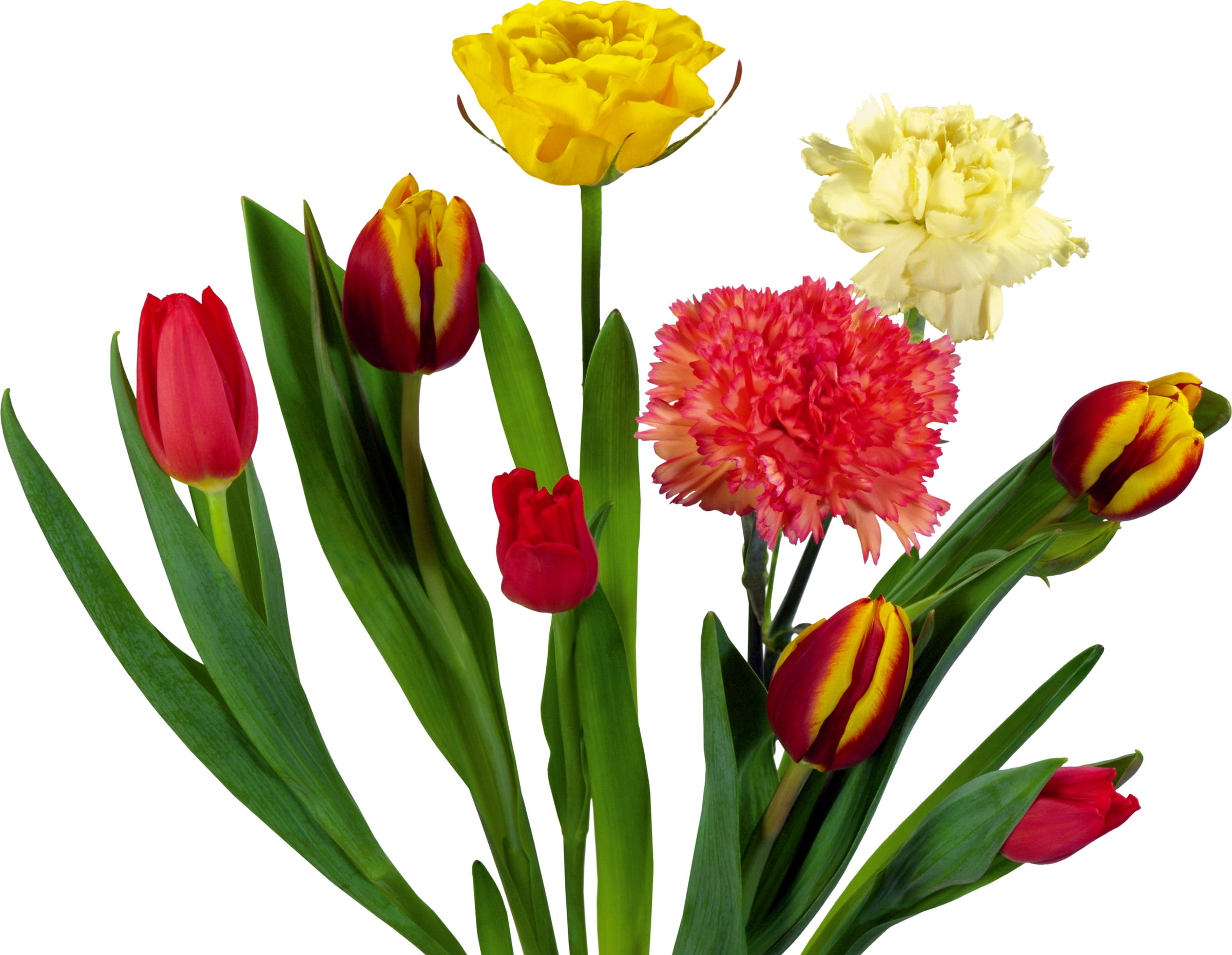 three, season, purple, multi Colored, red, carnations, blossom, leaf, close-up, isolated, stem, vibrant Color, cut out, vulnerability, fragility, variation, HD Wallpaper