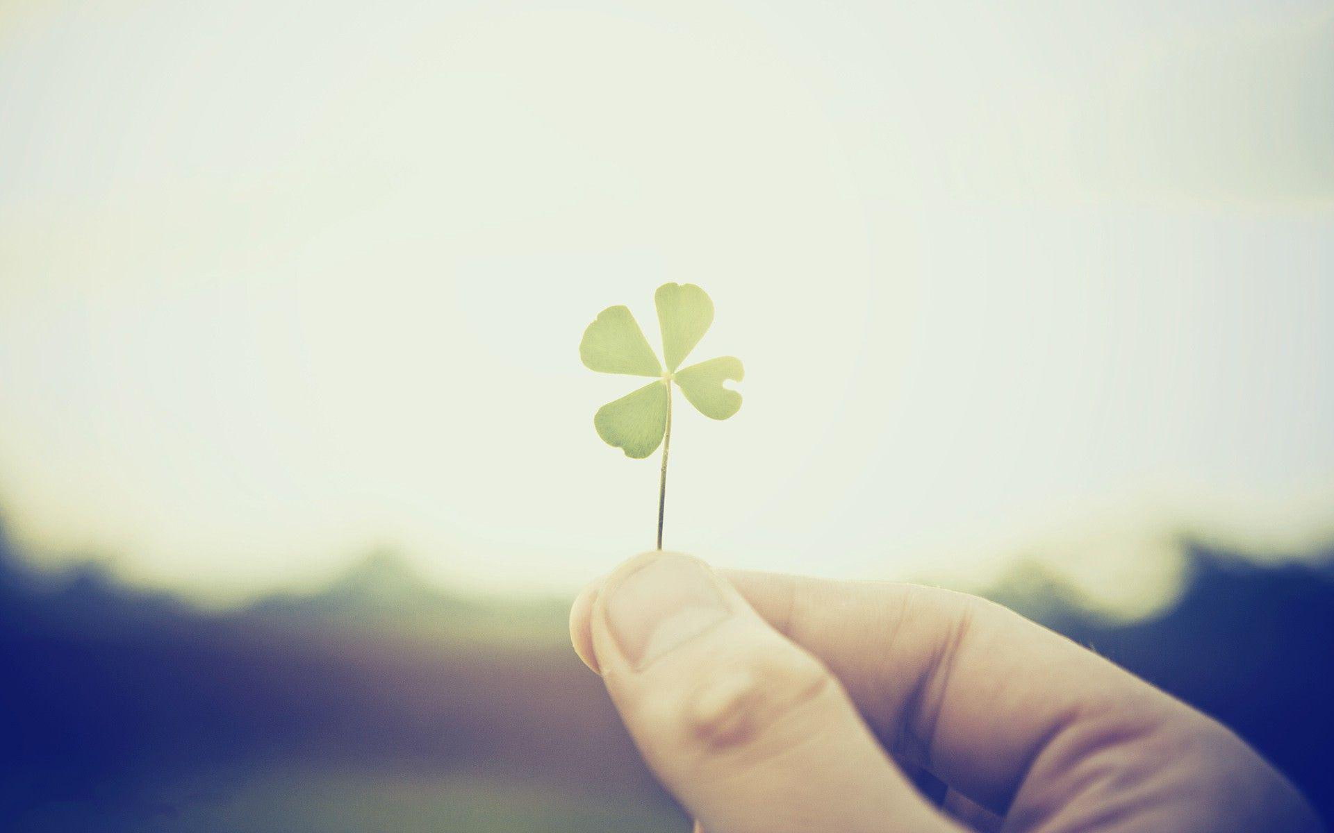 1080P, green, four, leaf, 1920x1200, clover, photography, HD Wallpaper