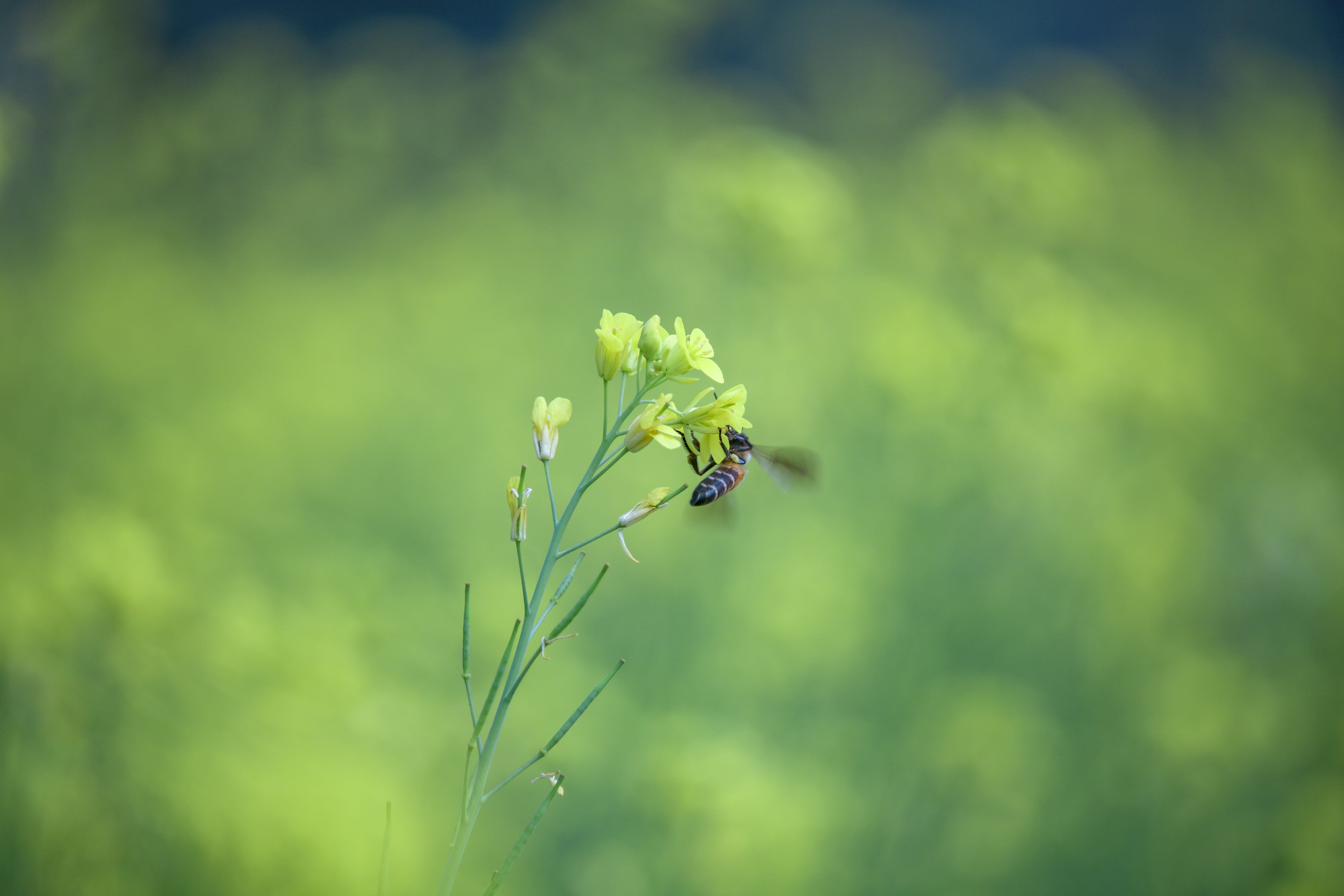 animal themes, growth, mustard flower, 5K, green color, bee, animal, green background, honey bee, focus on foreground, flowering plant, insect, green, HD Wallpaper