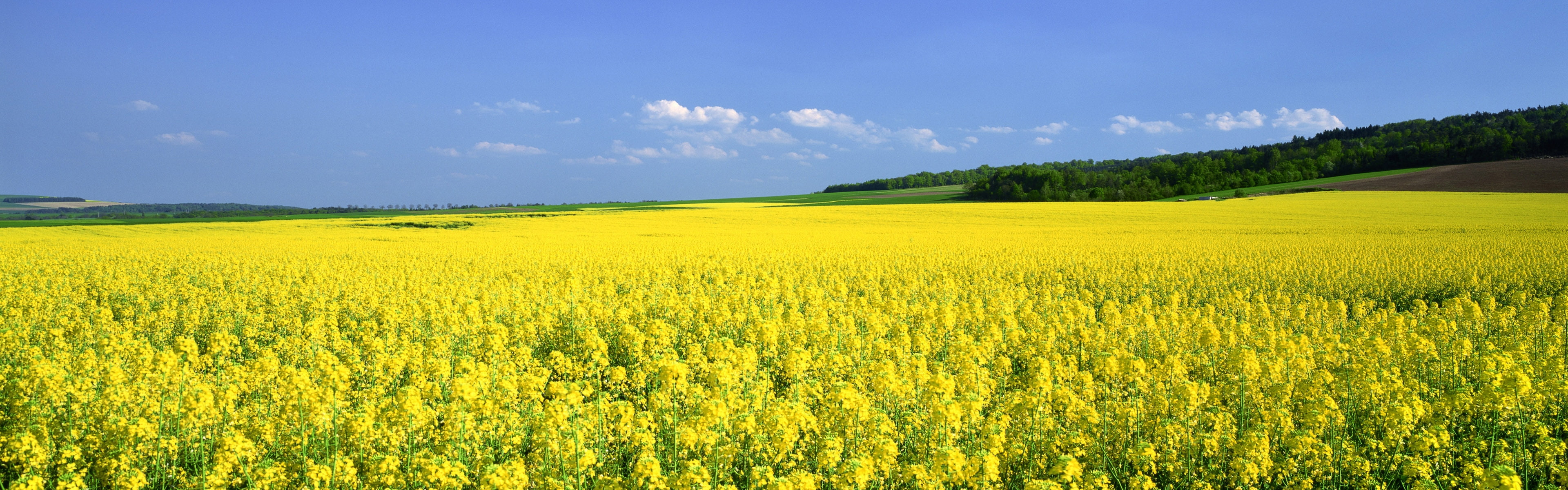 4K, flowers, yellow, art, hd, nature, mustard, Landscapes, fields, HD Wallpaper