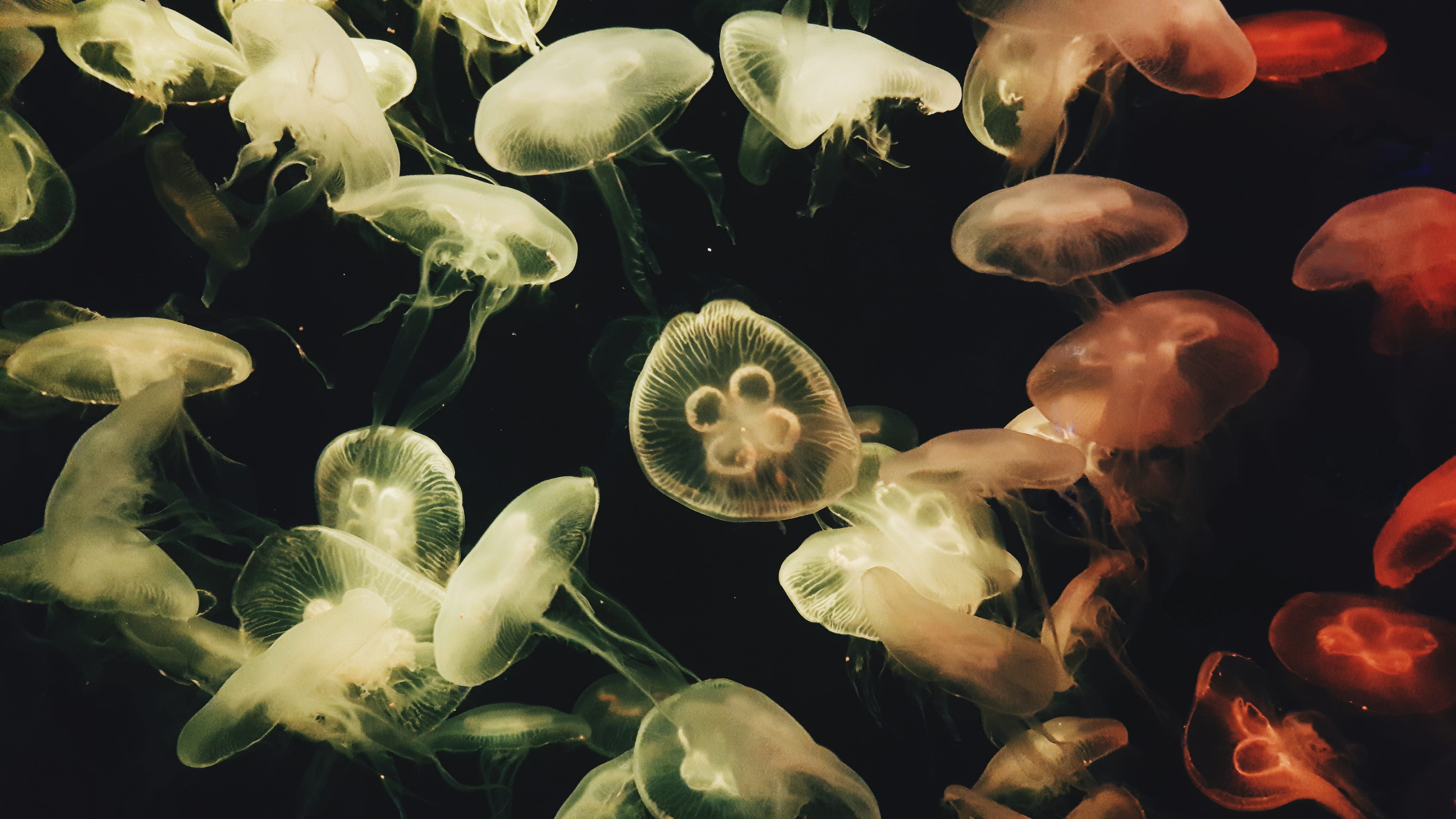 4K, ocean, yellow, animal wildlife, animal, no people, school, nature, undersea, lapse, sea, animals in the wild, water, swimming, time, invertebrate, HD Wallpaper