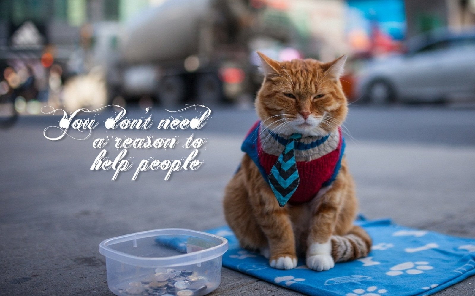 Quote, Animal, 720P, Misc, Statement, Cat, Motivational, HD Wallpaper