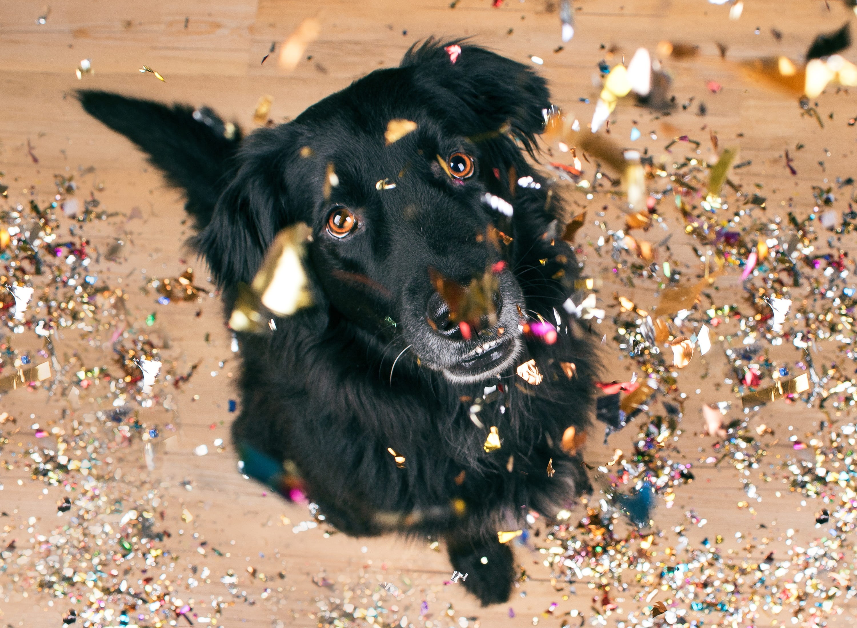 champagne, portrait, pets, celebrate, high angle view, color, sylvester, new years day, new years eve, rocket, black color, annual financial statements, HD Wallpaper