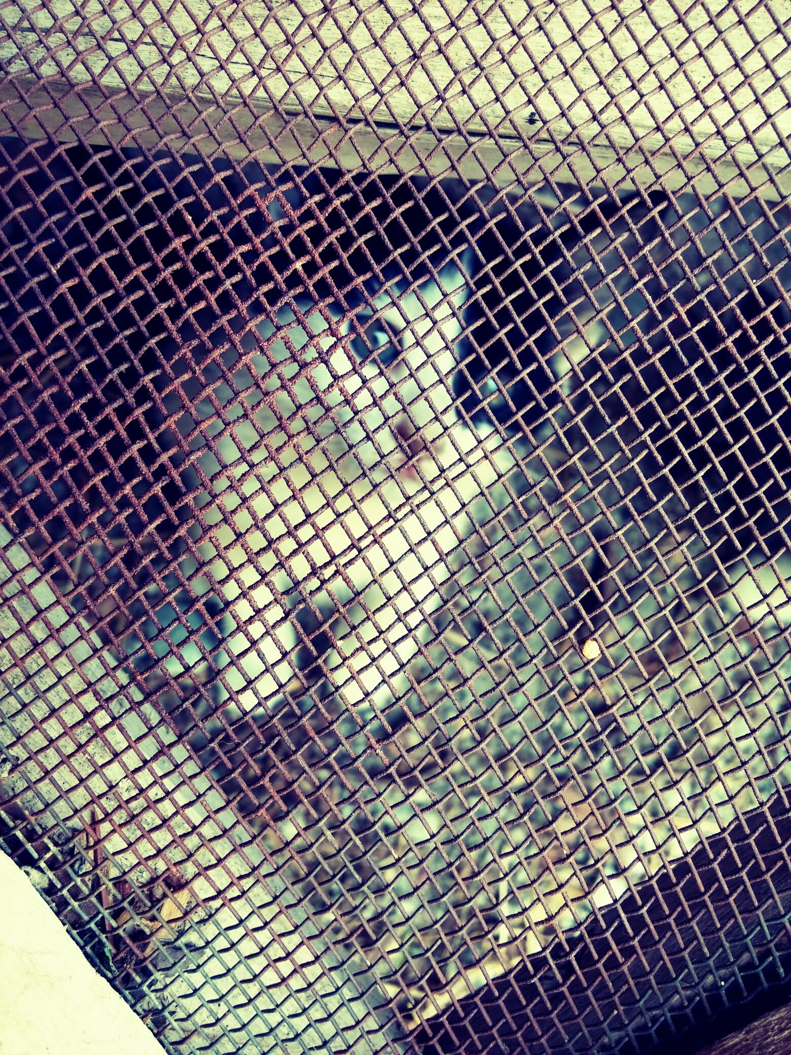 kittens, 1080P, cat, animals, cage, Phone HD Wallpaper