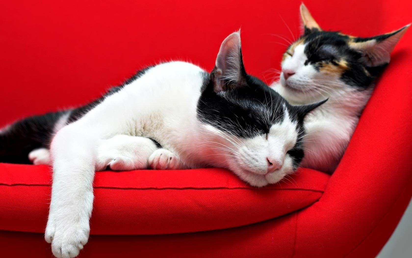 hd, couple, 720P, feline, kitten, animal, animals, happy, pet, calico, sweet, cat, HD Wallpaper