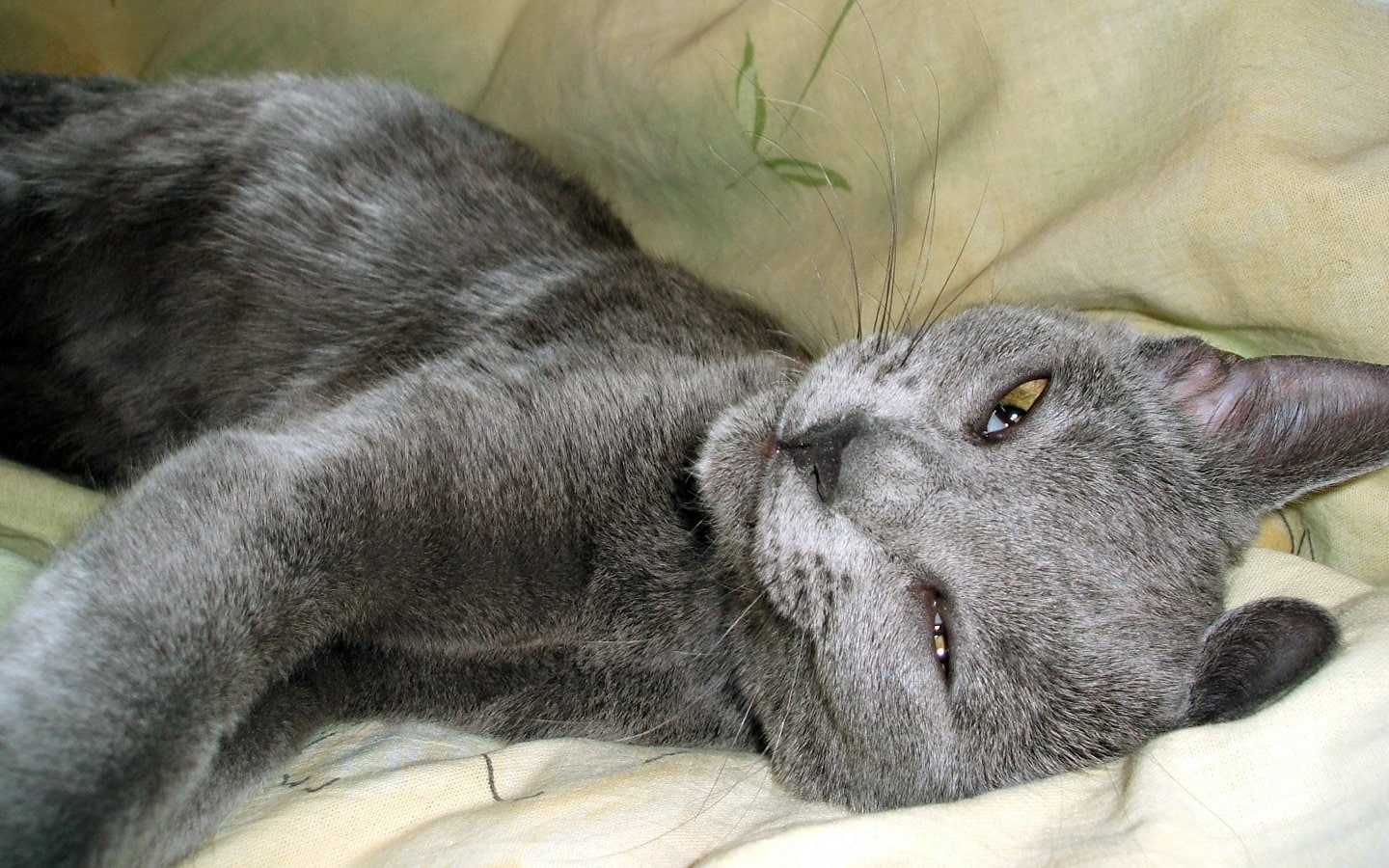 animals, cat, chartreaux, hd, animal, 720P, kitten, grey, HD Wallpaper