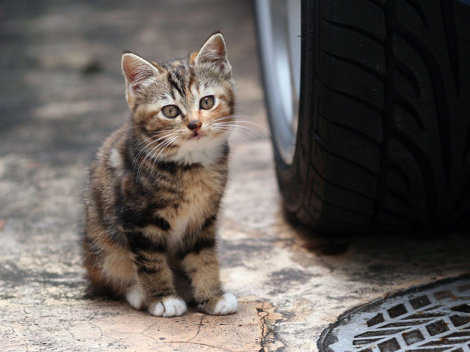 animals, brown, 720P, cat, tires, kitten, car, tabby, kittens, HD Wallpaper
