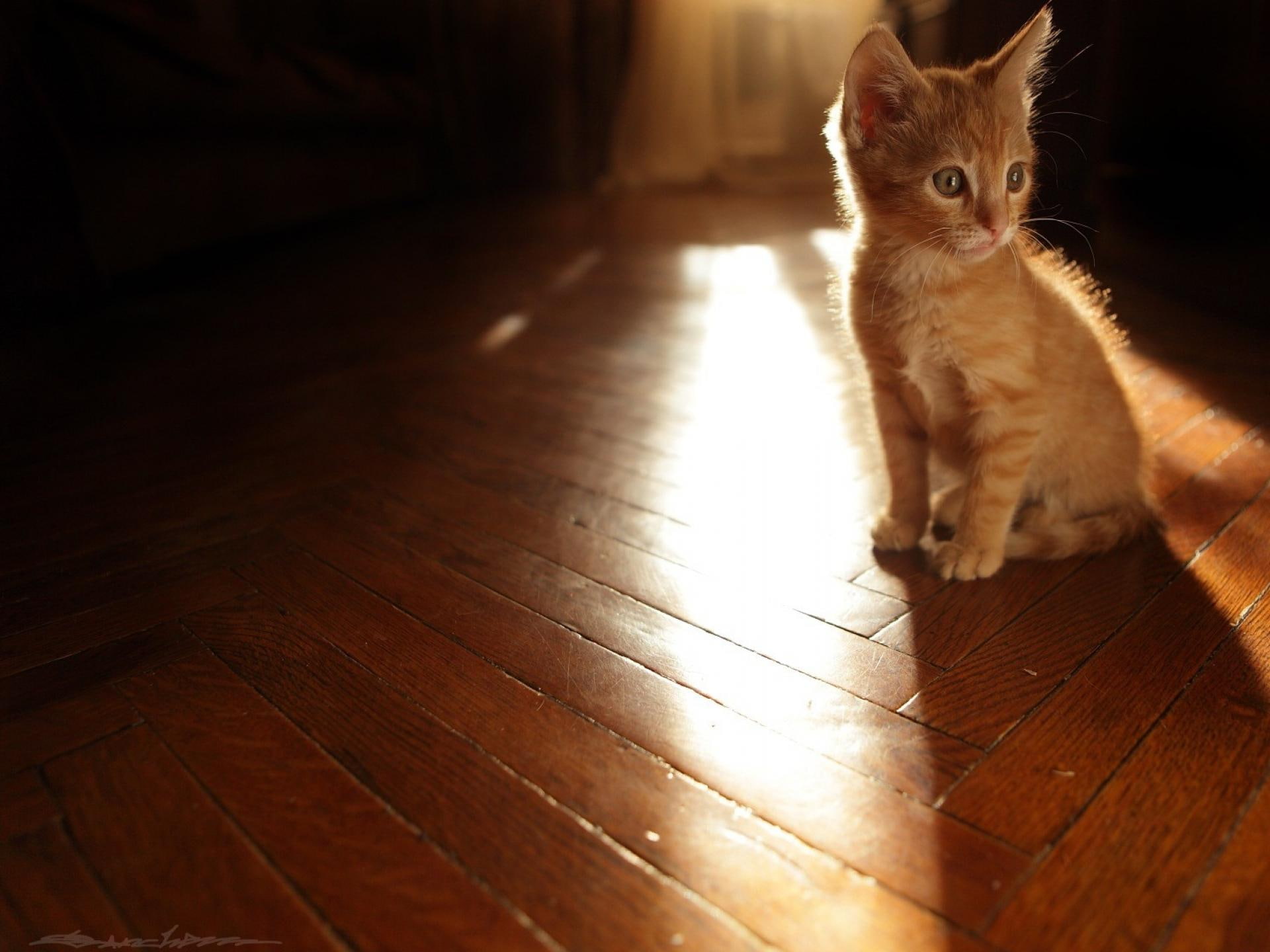 animals, red, tabby, kitten, floor, 1080P, cats, background, cat, images, baby animals, light, sun, orange, HD Wallpaper