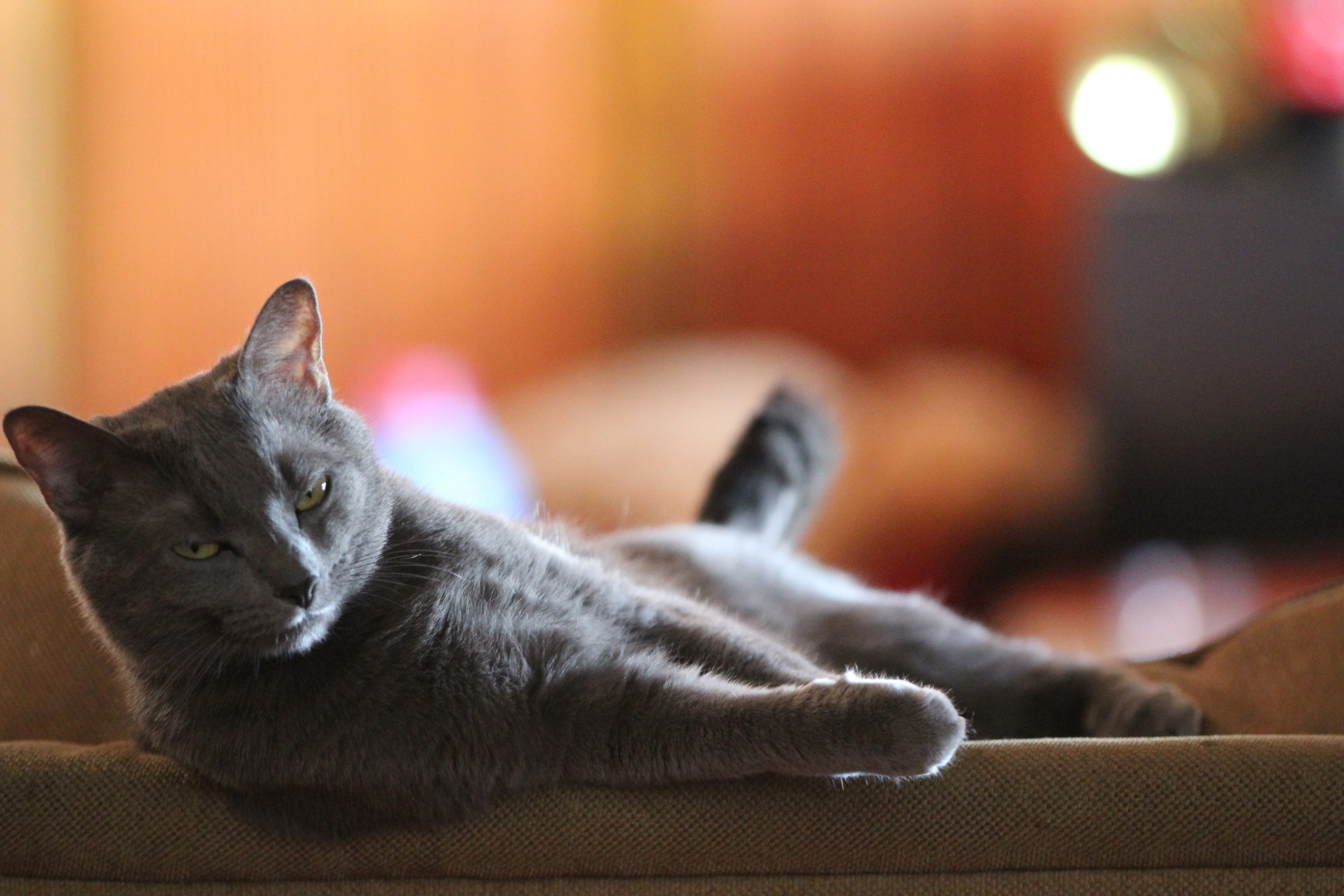 pets, Animal, gray, head, 4K, fur, adorable, Kitten, furry, vertebrate, animal head, relaxation, no people, close-up, focus on foreground, domestic cat, HD Wallpaper