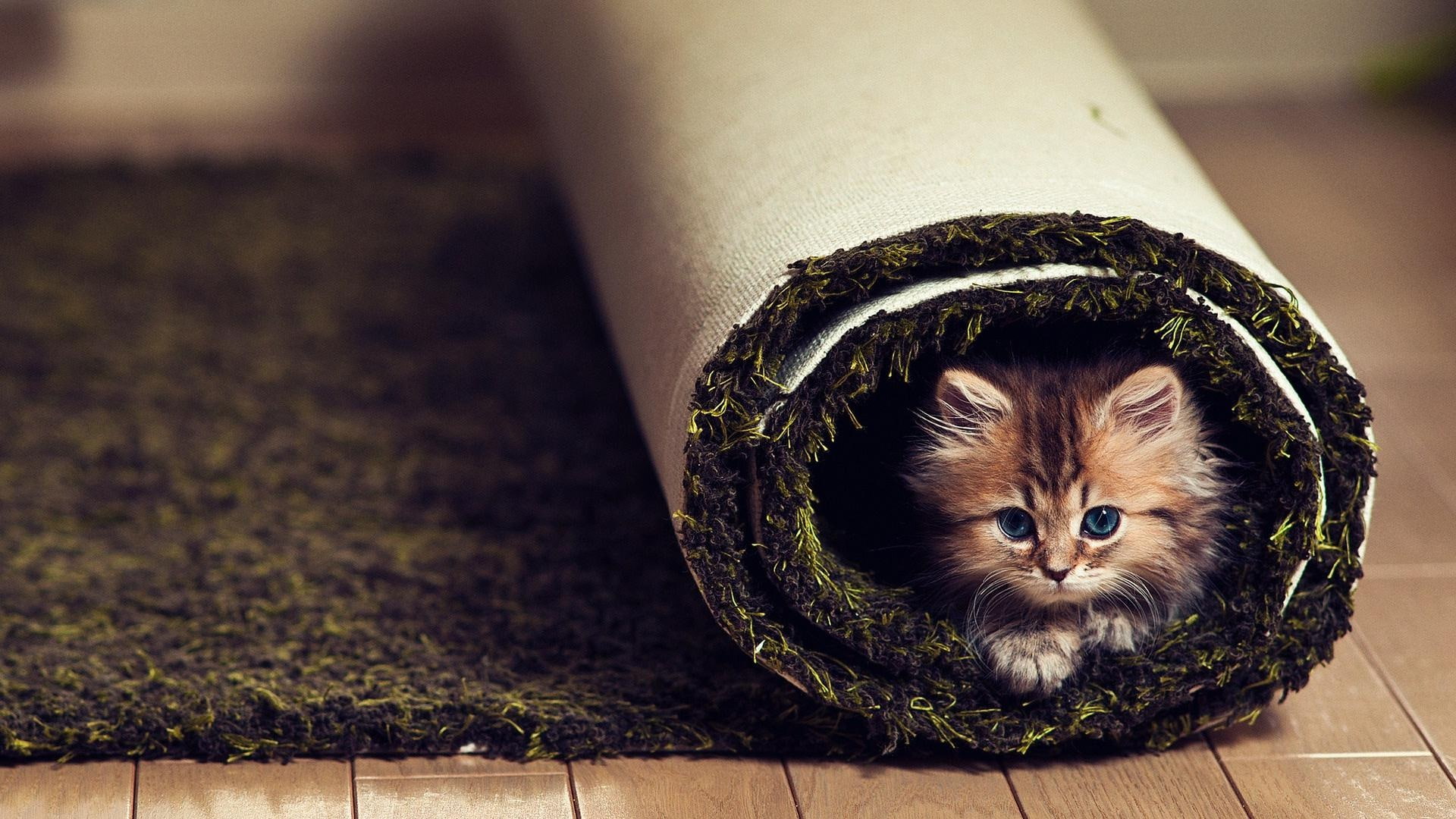 carpet, whiskers, humor, 1080P, funny, cute, face, cats, kittens, eyes, animals, fir, HD Wallpaper