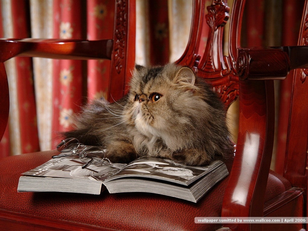 480P, animal, kitten, reading, cat, hd, animals, feline, pet, read, HD Wallpaper