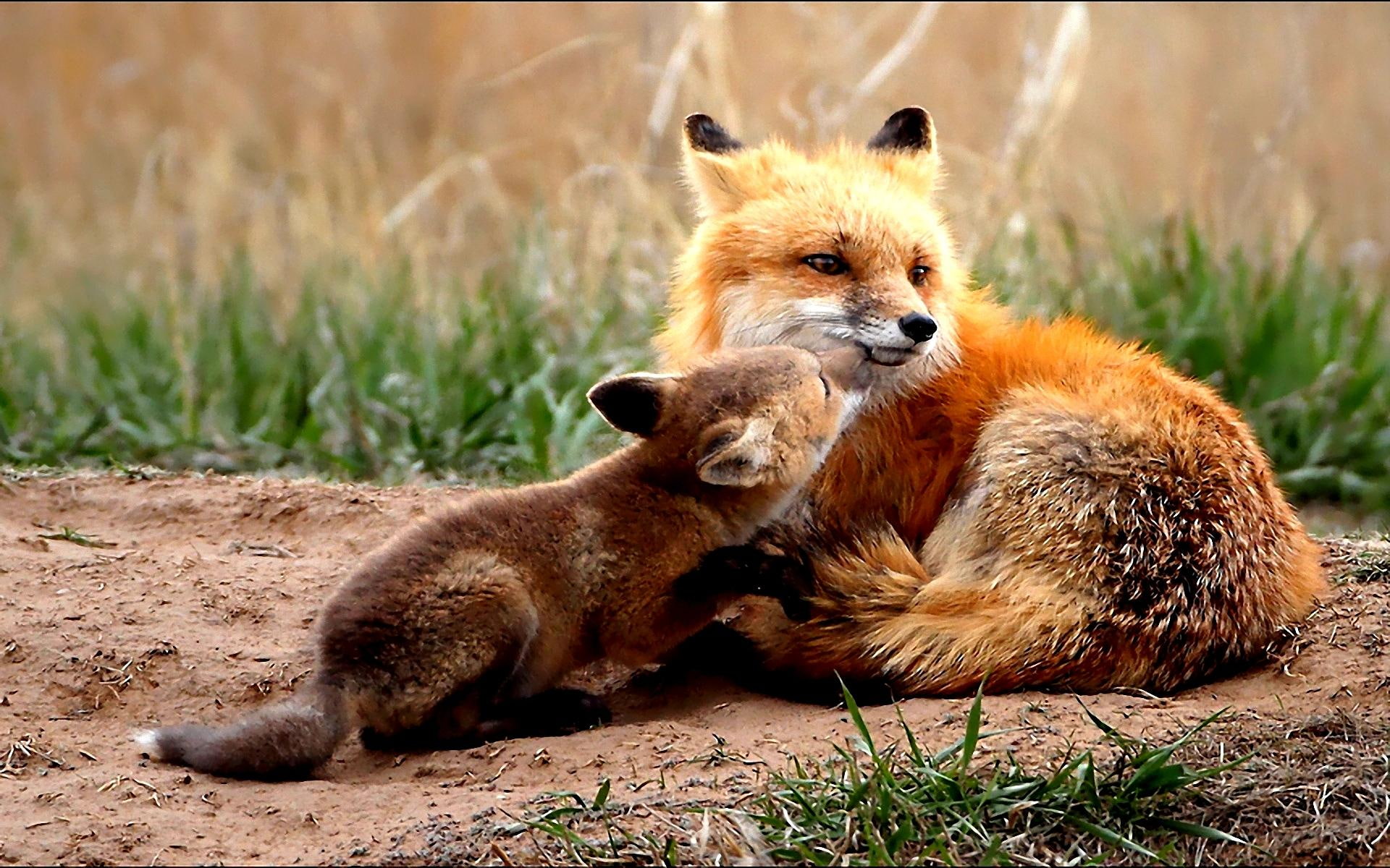 animals, mama, love, red fox, 1080P, HD Wallpaper