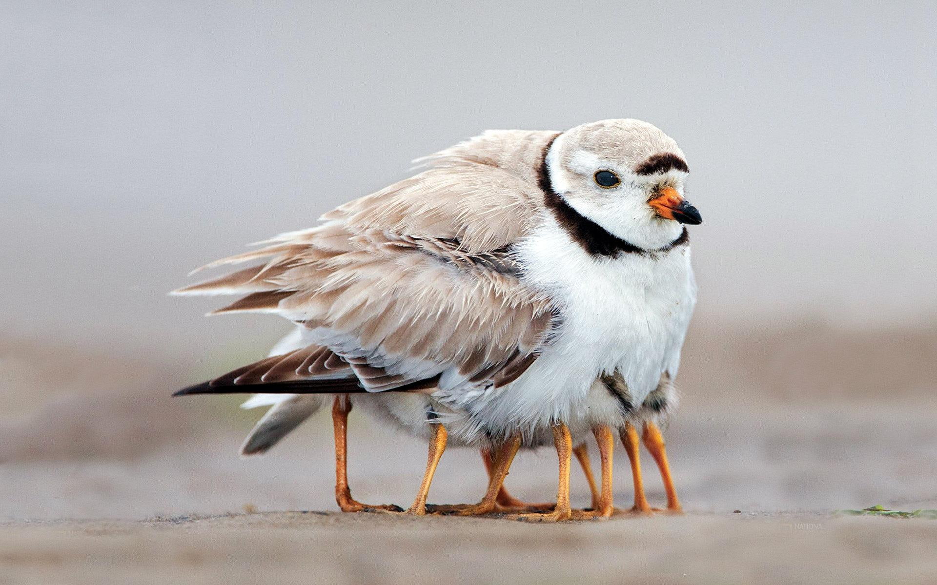 1080P, chicks, brown, white, killdeer, bird, warm, feathers, animals, mama, HD Wallpaper
