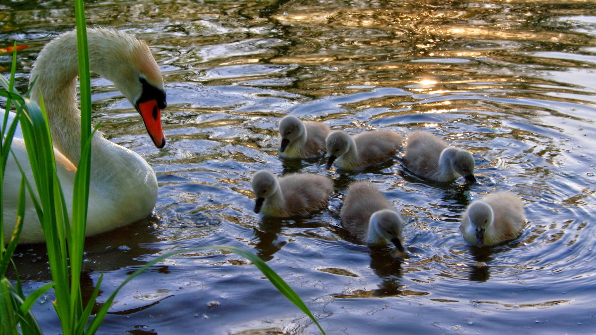 ducks, swim, prayer, birds, pray, swan, praying, babies, 1080P, nature, mama, water, animals, ducklings, HD Wallpaper