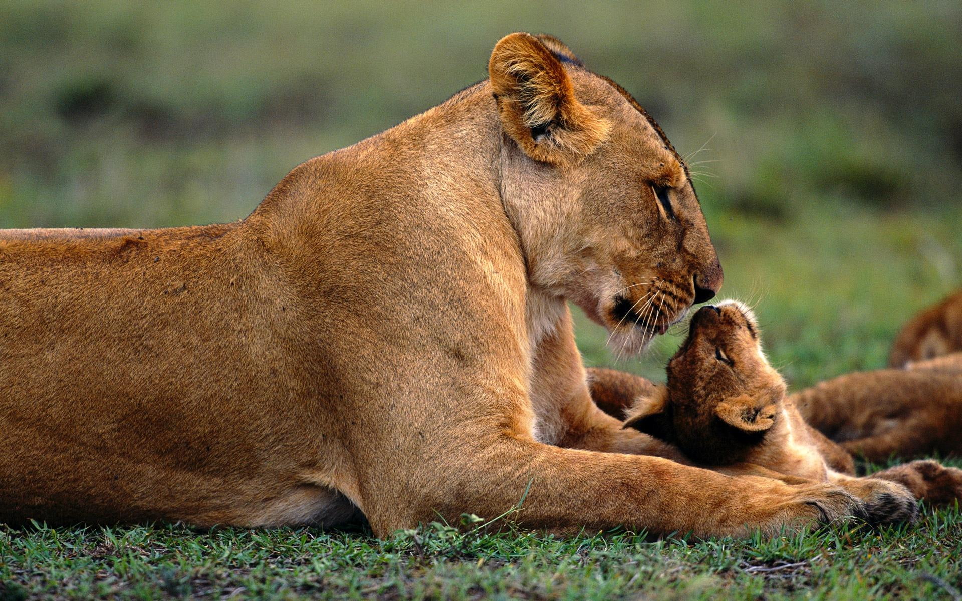 animals, lion, 1080P, m, mama, lioness, looking, HD Wallpaper
