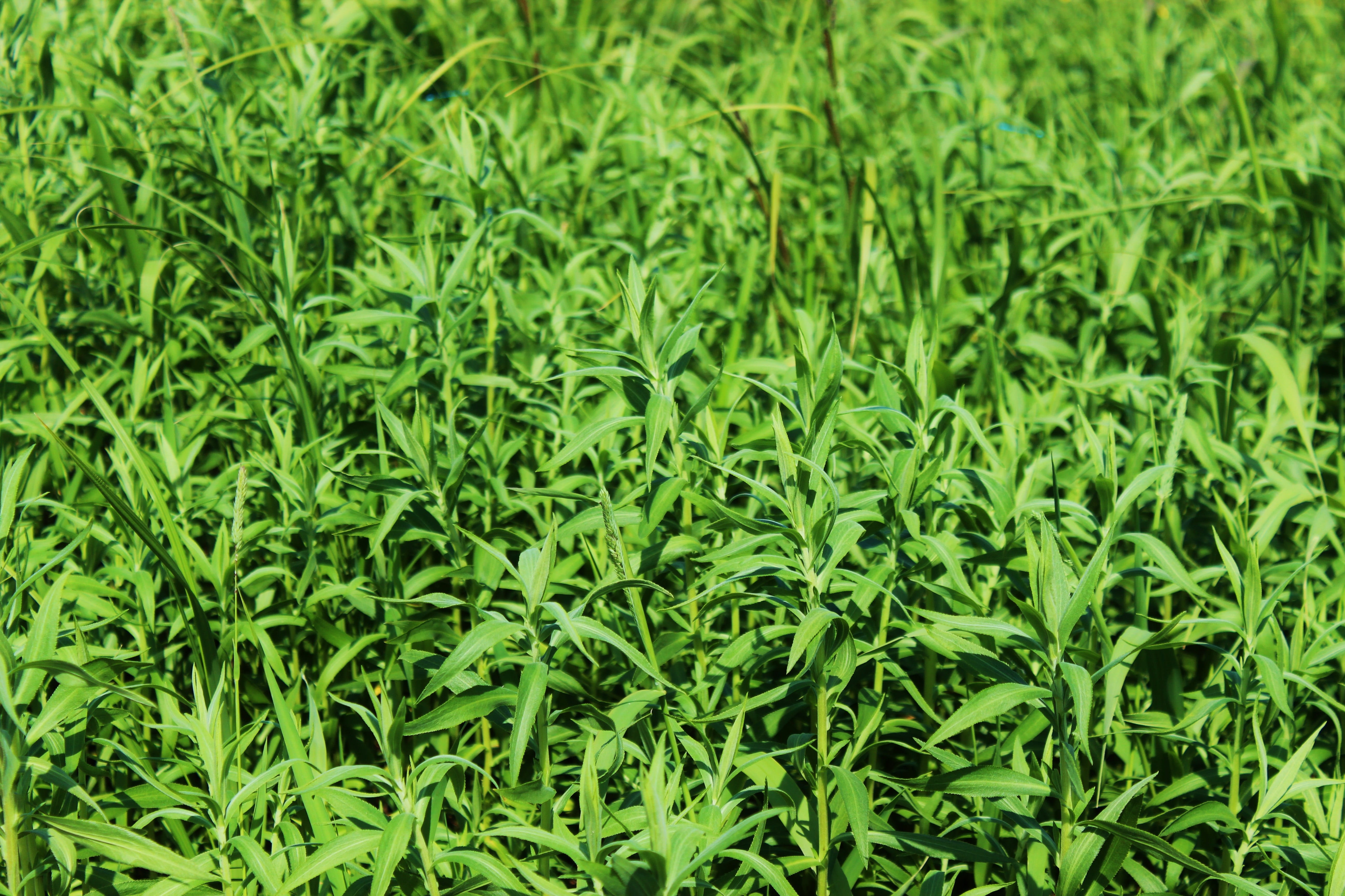 food and drink, herb, 5K, garden, weeds, tranquility, plants, closeup, full frame, outdoors, land, lush foliage, meadow, agriculture, herbal, polyana, HD Wallpaper
