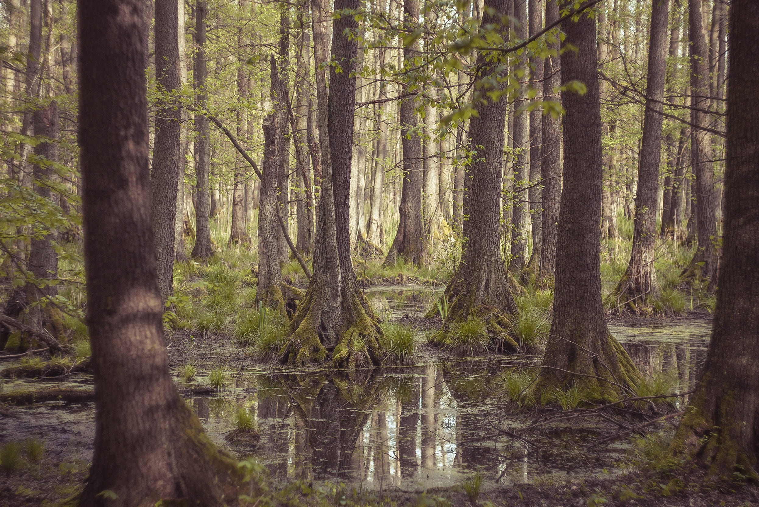 daytime, wet, landscape, beauty in nature, green, tranquility, tree trunk, growth, sentimental, view, forest, konary, lagoon, woodland, no people, holiday, HD Wallpaper