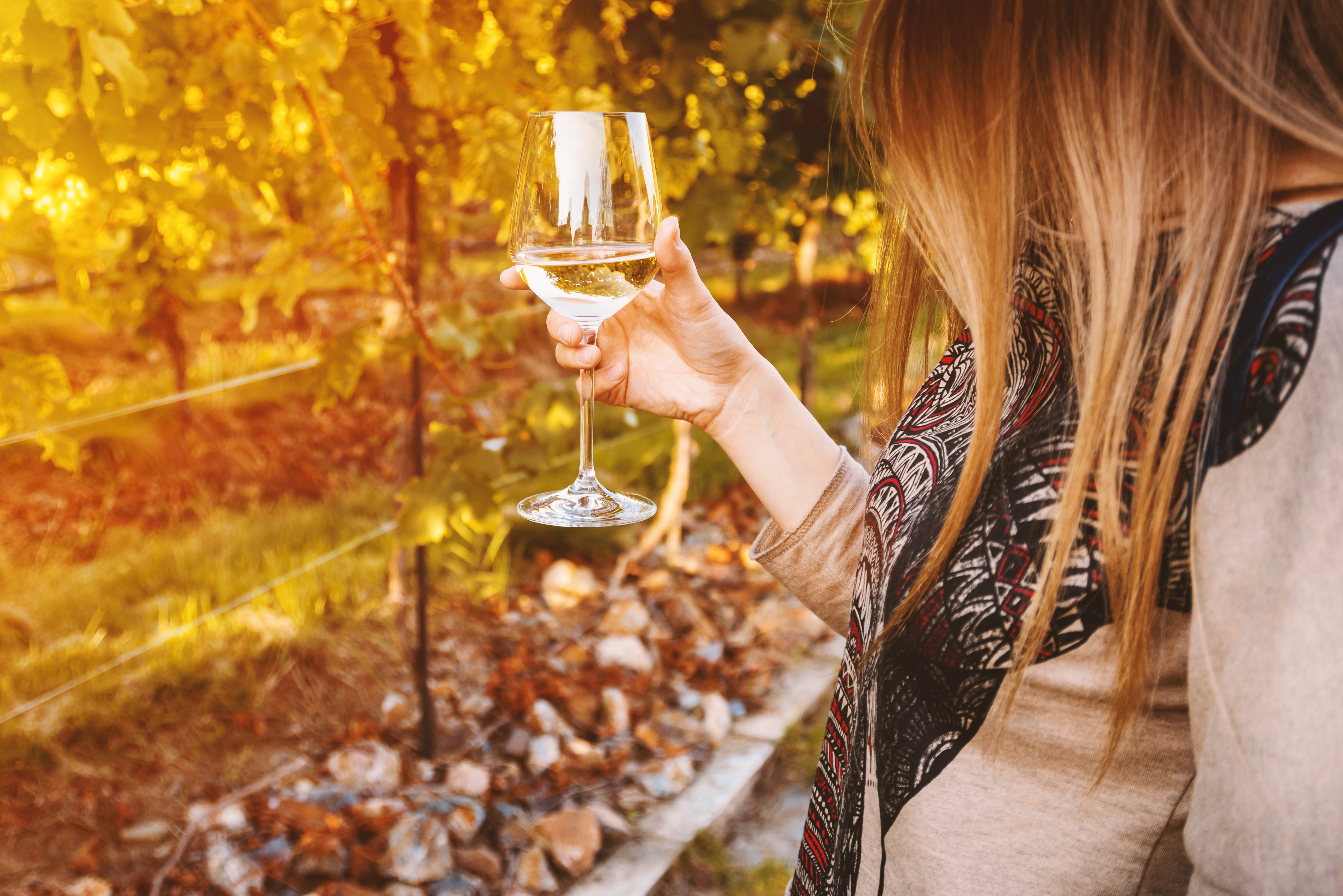 holding, 5K, hairstyle, smiling, wineglass, young adult, drinking, alcohol, celebratory toast, woman, outdoors, wine, women, vineyard, beautiful woman, HD Wallpaper