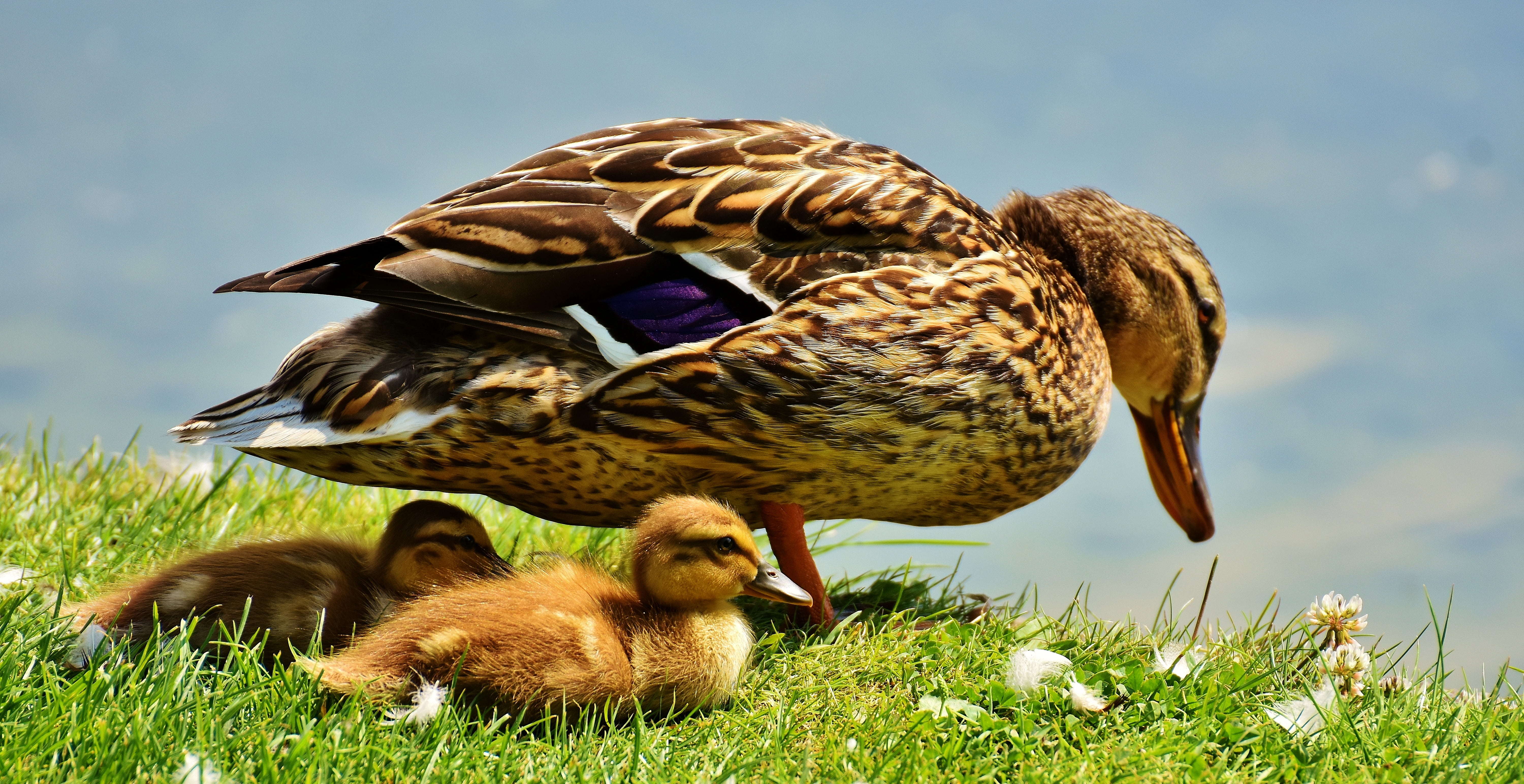 poultry, brown, young bird, daytime, animal world, animal themes, 5K, animal family, protection, animal wildlife, group of animals, animals in the wild, HD Wallpaper