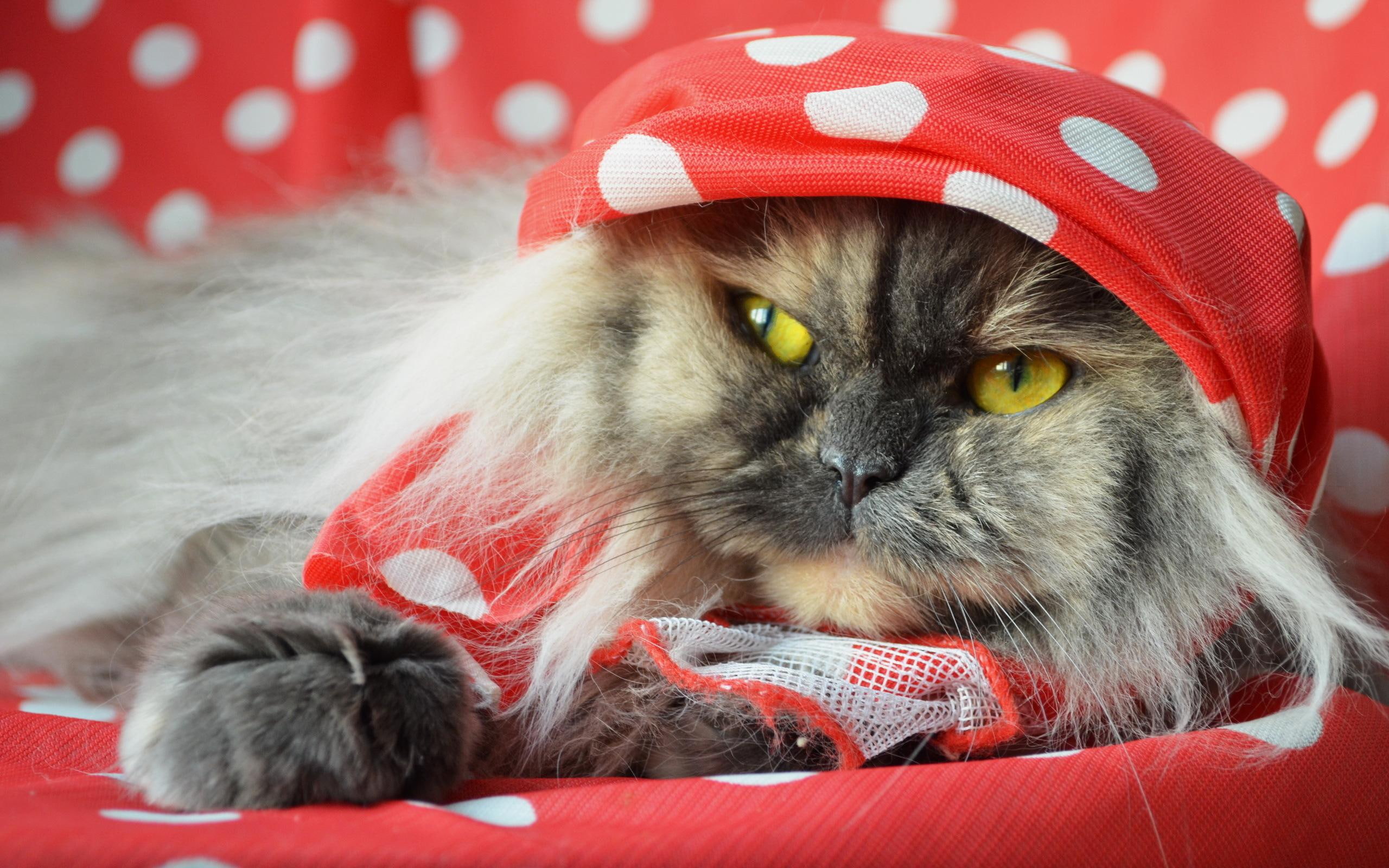 cats, animal, 2K, haiding, animals, hide, HD Wallpaper