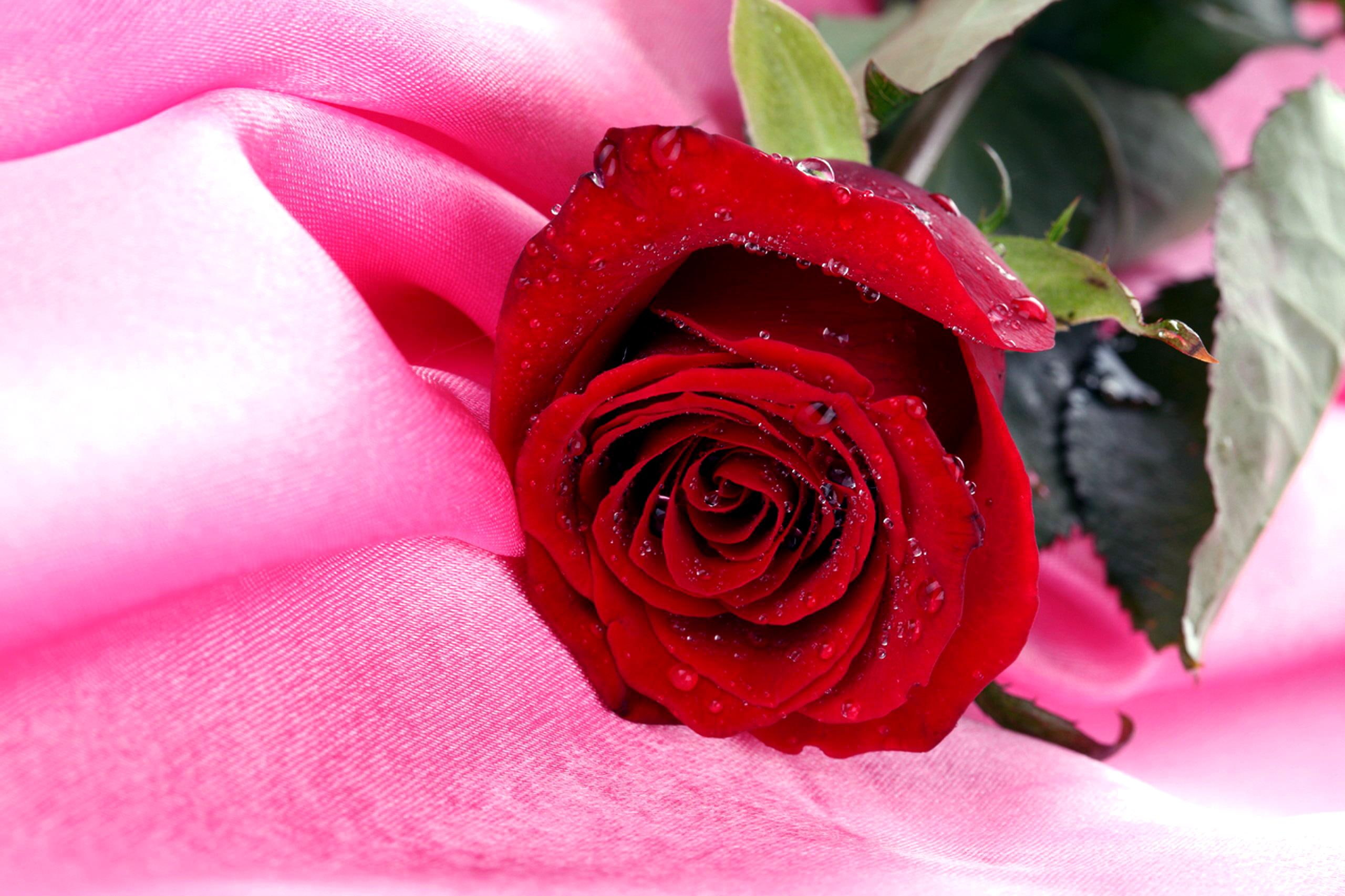 beauty, photography, give, 2K, photo, beautiful, rose, nature, alone, pink, flower, 3d and abstract, drops, HD Wallpaper