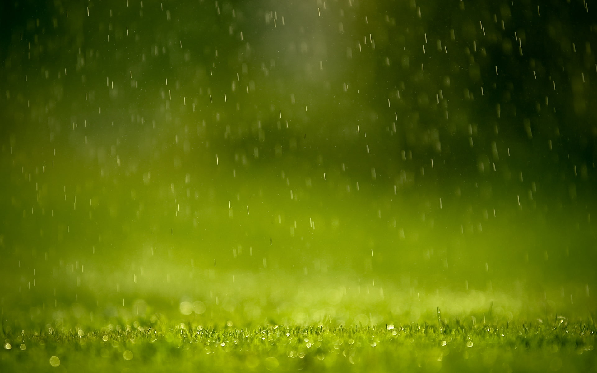 blurred, grass, rain, green, water drops, nature, 1080P, depth of field, HD Wallpaper