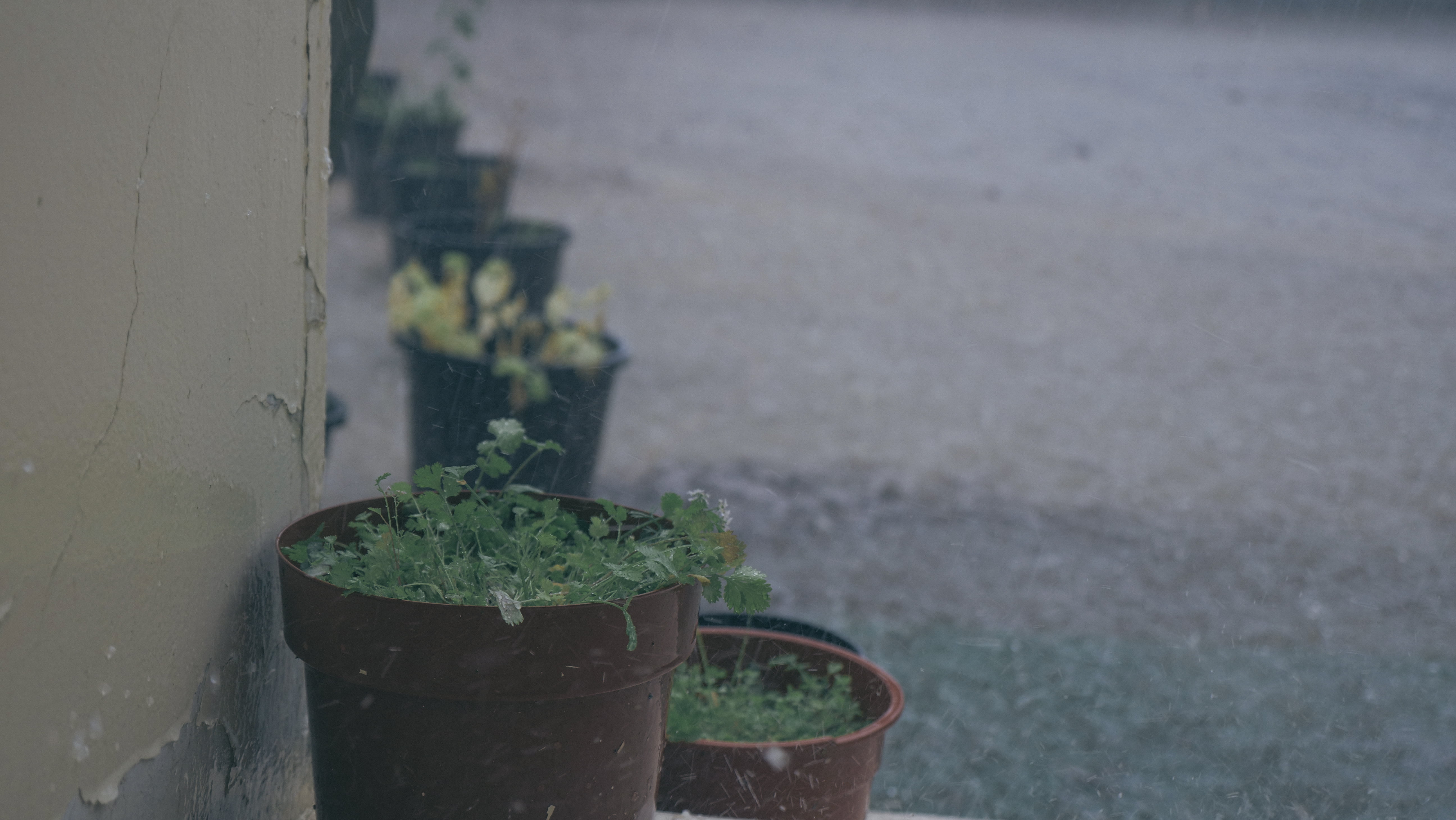 houseplant, plant part, gardening, close-up, high angle view, 5K, beauty in nature, gloomy, day, selective focus, growth, wall - building feature, plant, HD Wallpaper