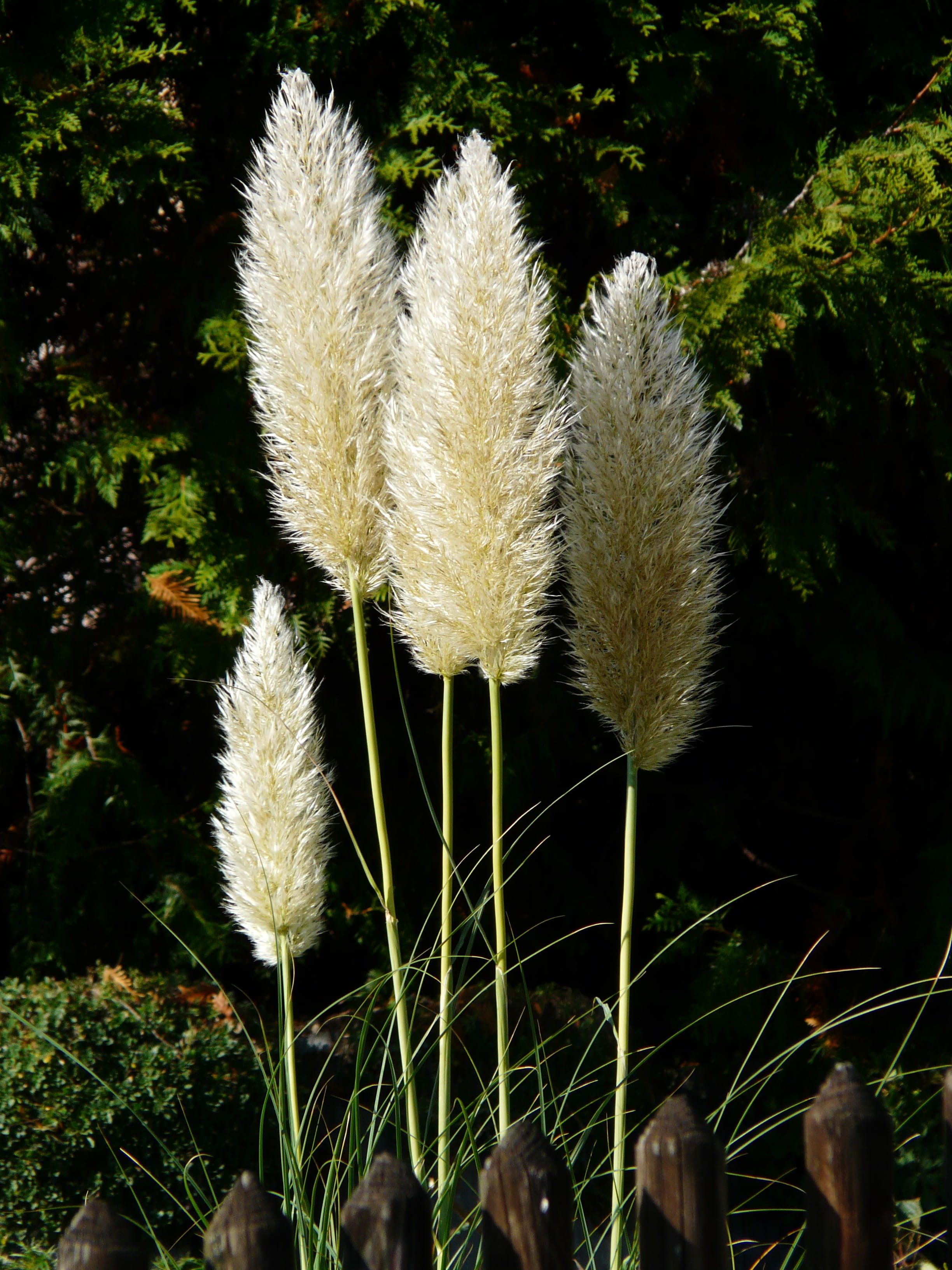 selloana, american pampasgras, ornamental plant, cortaderia, no people, dandelion, pampasgras, specimen plant, day, plant, grass, silverwhite, focus on foreground, Phone HD Wallpaper