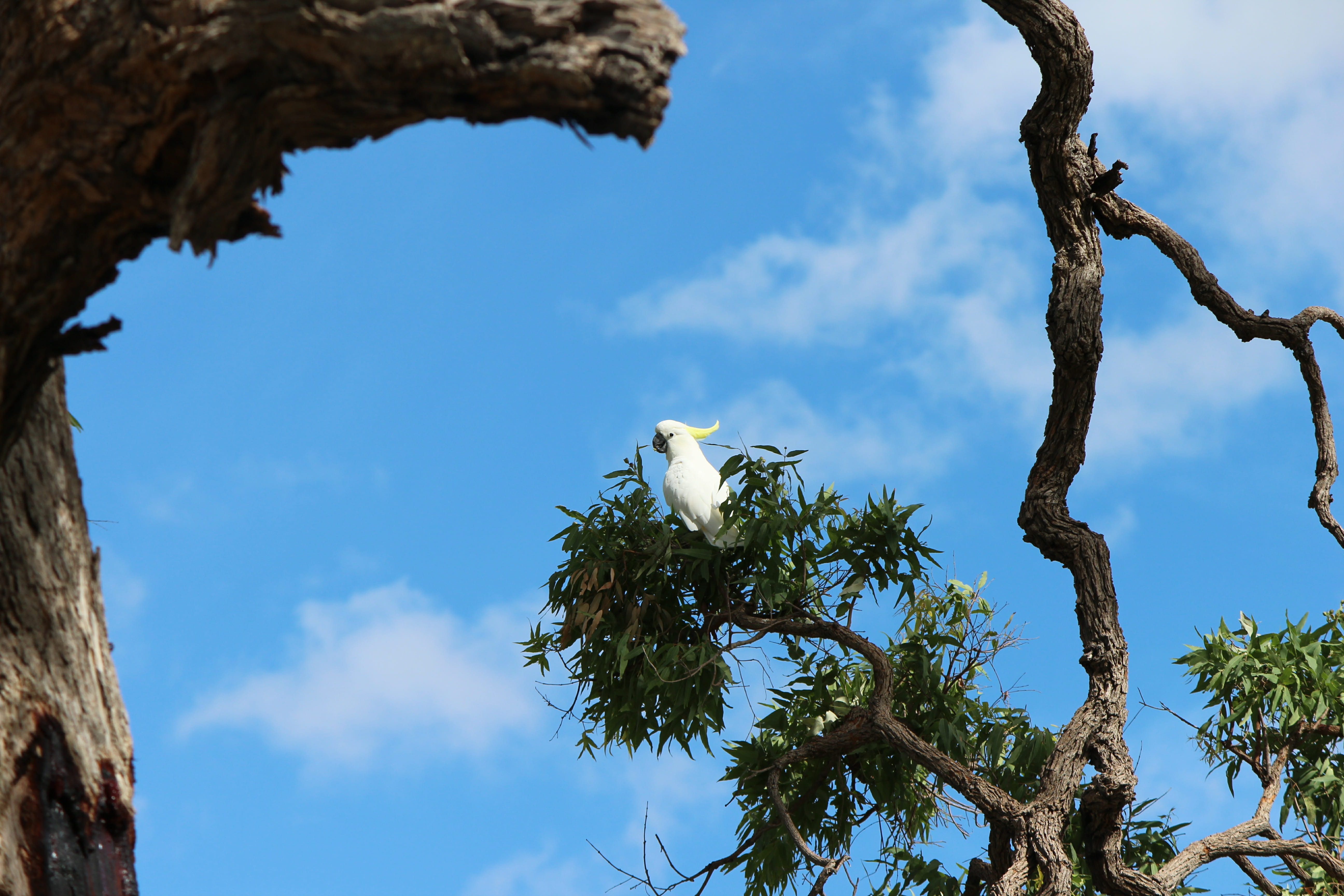 birds, wildlife, nature, galerita, 5K, winged, isolated, animal wildlife, plant, feathers, outback, native, vertebrate, sulphur crested, tree trunk, cockatoos, HD Wallpaper