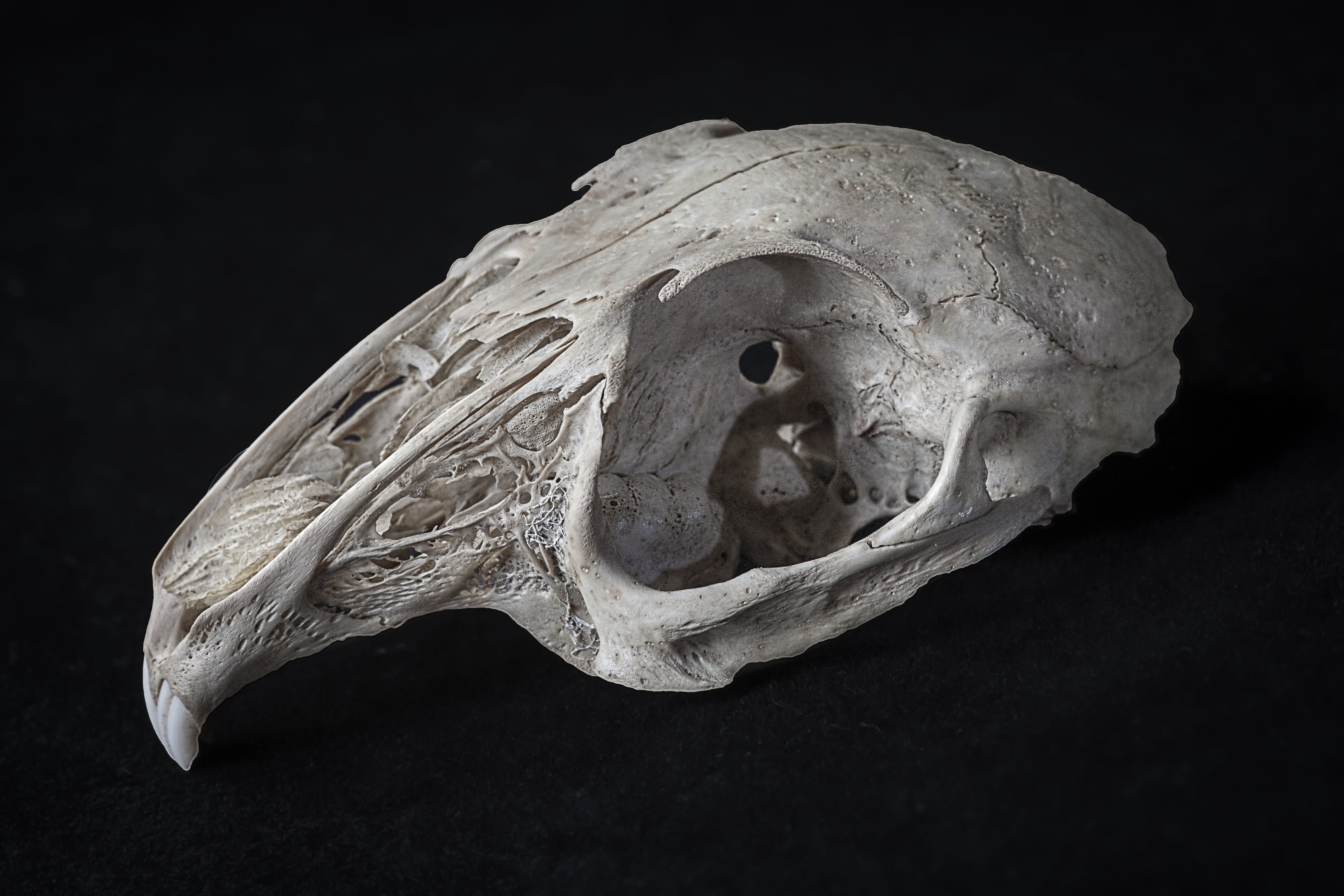 close-up, animal skull, human skeleton, close, indoors, learn, anatomy, animal, specimen, skull, human bone, human skull, bone, animal themes, teeth, body part, HD Wallpaper