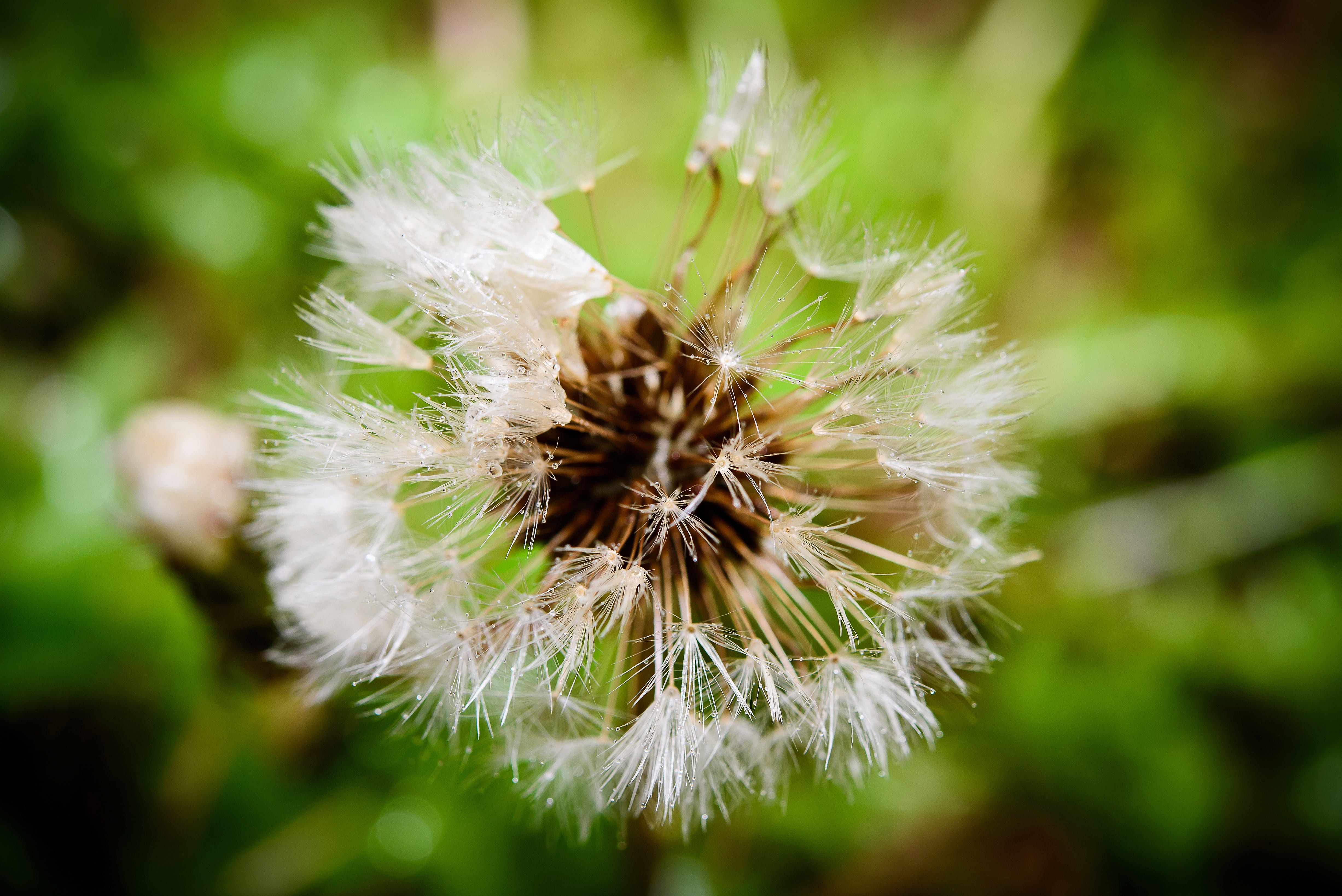 white color, 4K, day, plant, growth, close-up, dandelion seed, specimen holder, flower photo, softness, no people, beauty, fragility, tranquility, nature, HD Wallpaper