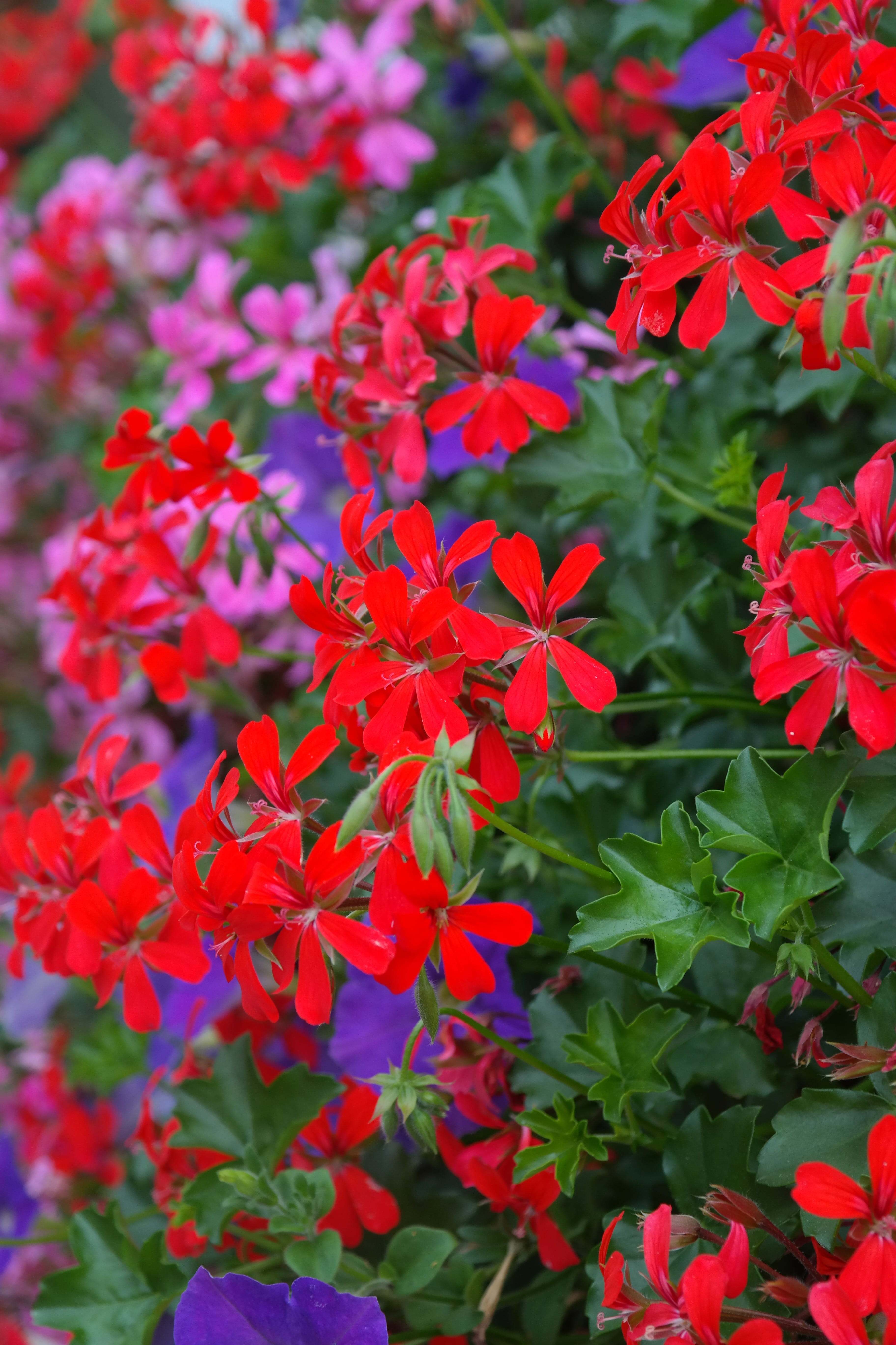 focus on foreground, leaf, balcony flower, Flower, geranium greenhouse, growth, balcony plant, bright red, Blossom, violet, close-up, pelargonium, pelargonium hybrid, Phone HD Wallpaper