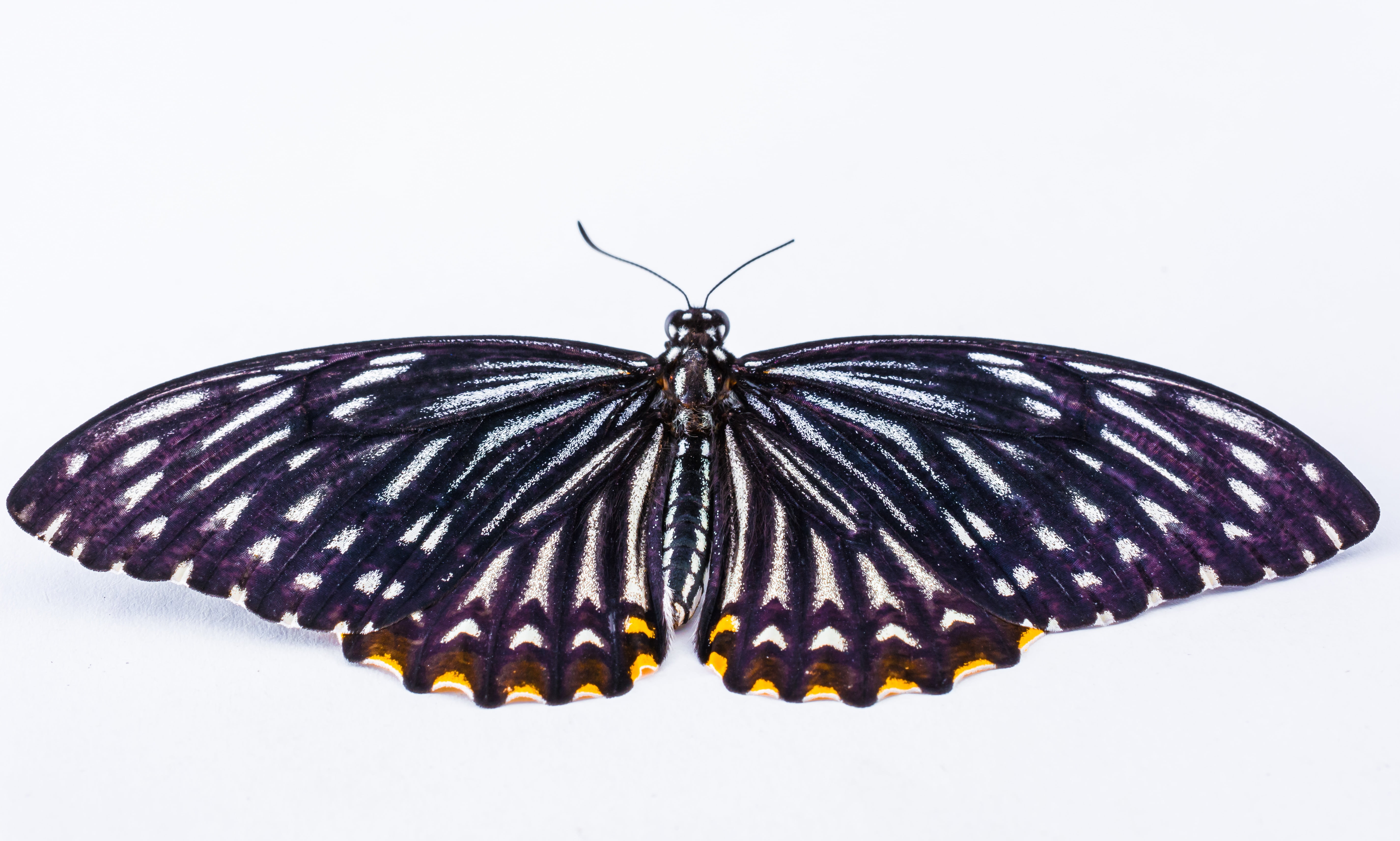 specimen holder, nature, invertebrate, beauty in nature, animal themes, 5K, white, close-up, butterfly - insect, animal, spotted, marine, animal wildlife, HD Wallpaper