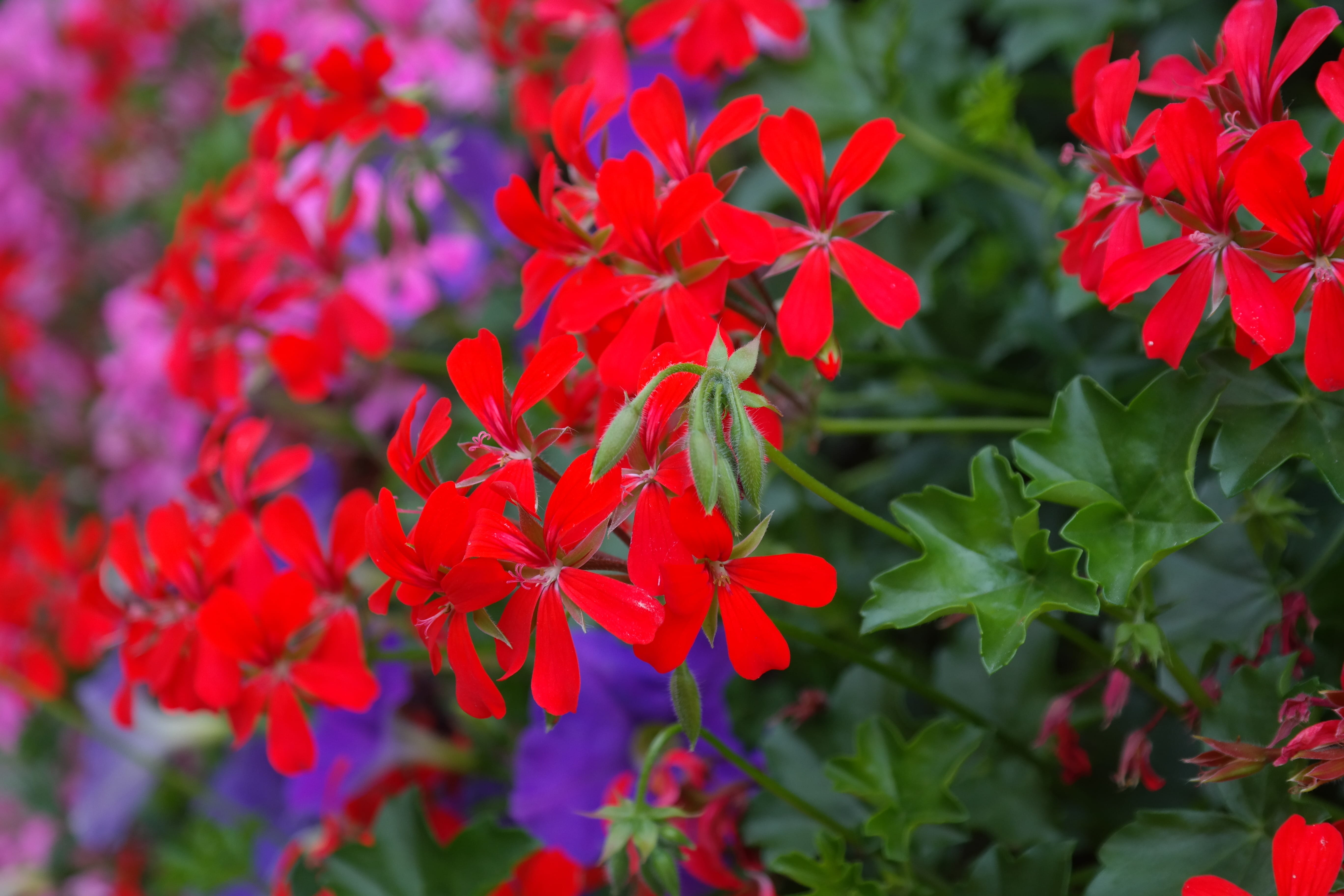 plant, Blossom, green Color, blood red, red, magnificent specimen, geraniaceae, peltatum hybrid, day, bright red, violet, pelargonium art, deep red, bunch of flowers, HD Wallpaper