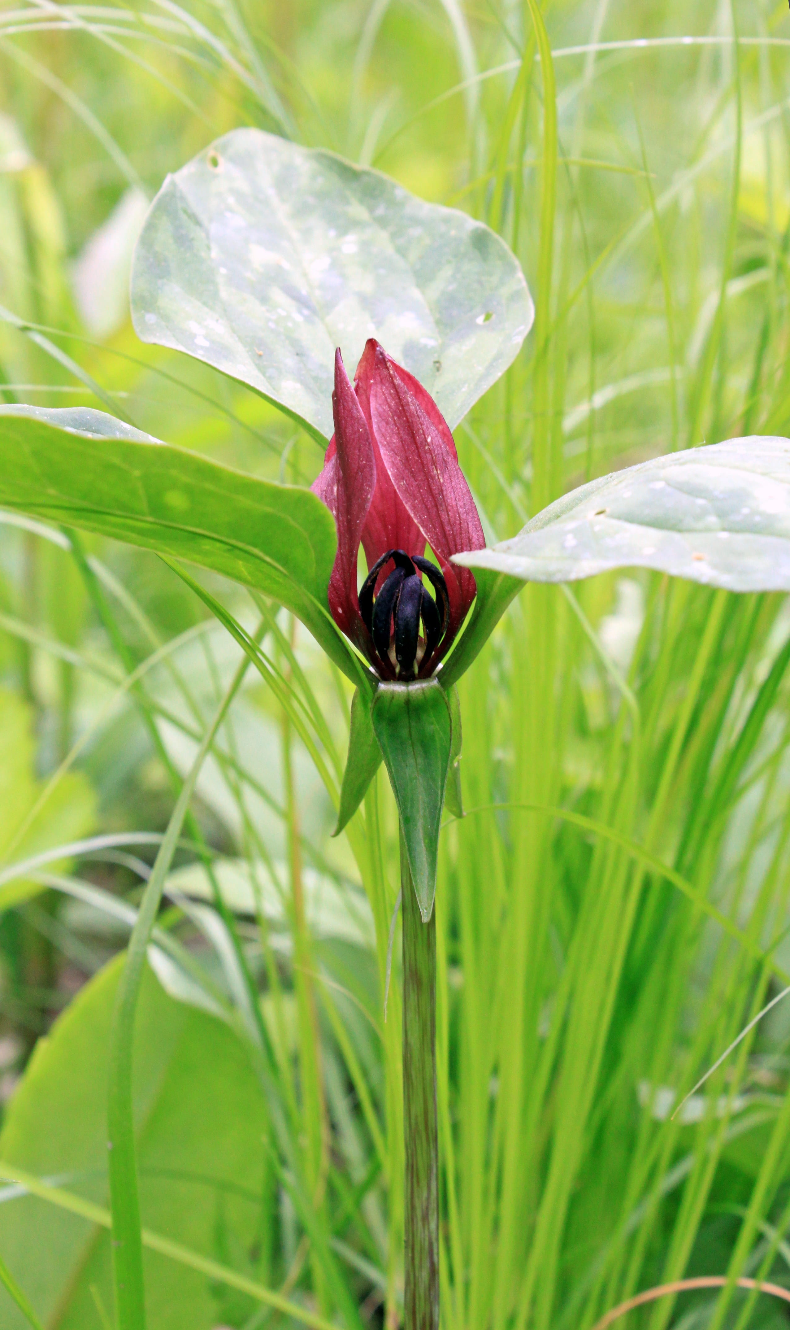 no people, Red Trillium, flora, 4K, outdoors, close-up, reservation, single, day, spring, native, usa, detail, blossom, animal, red, animals in the wild, Phone HD Wallpaper