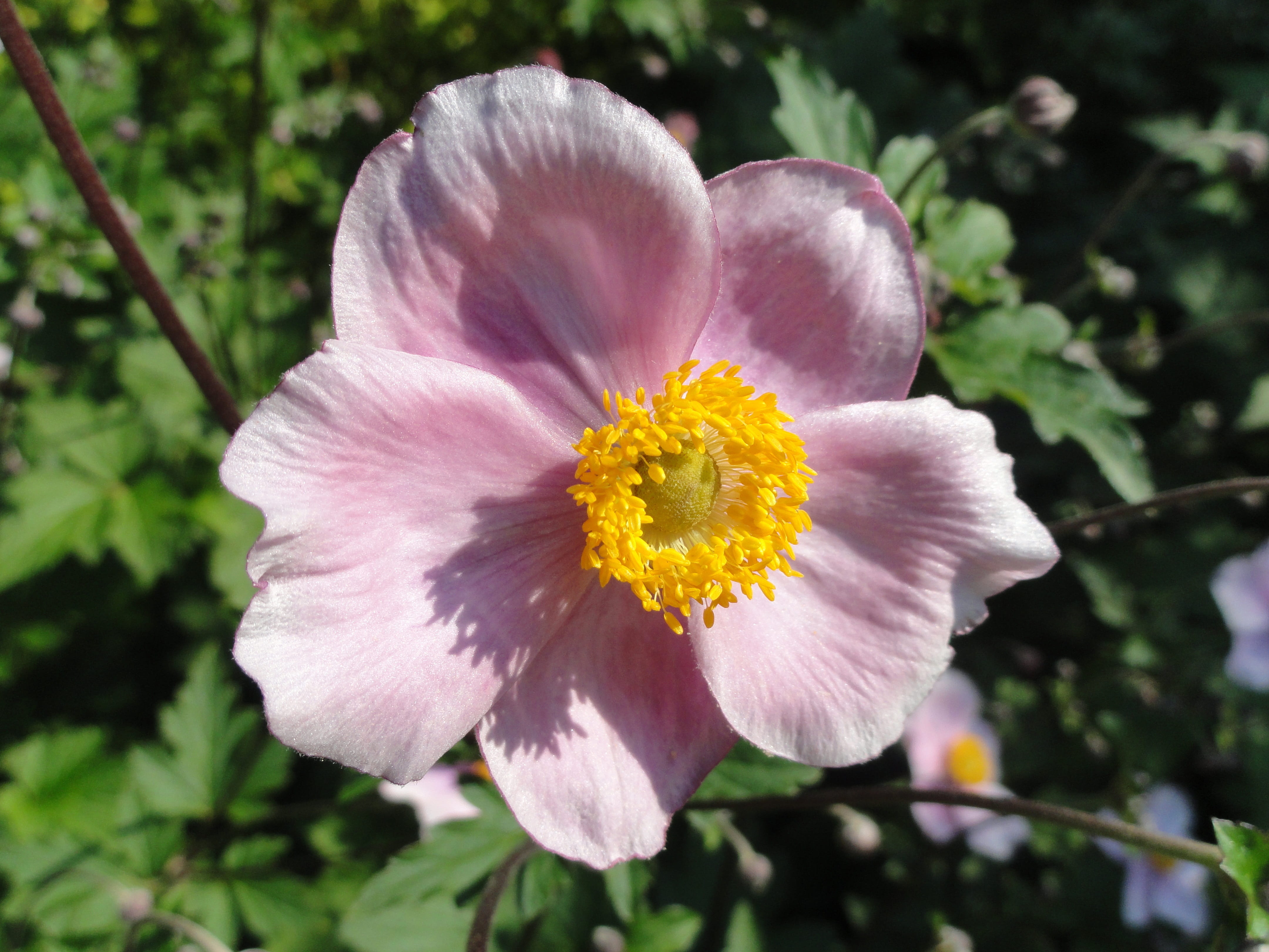spring, fragility, close-up, beauty in nature, 4K, plant, inflorescence, outdoors, Tomentosa, specimen, blossoming, flower head, Anemone, Flower, botany, HD Wallpaper
