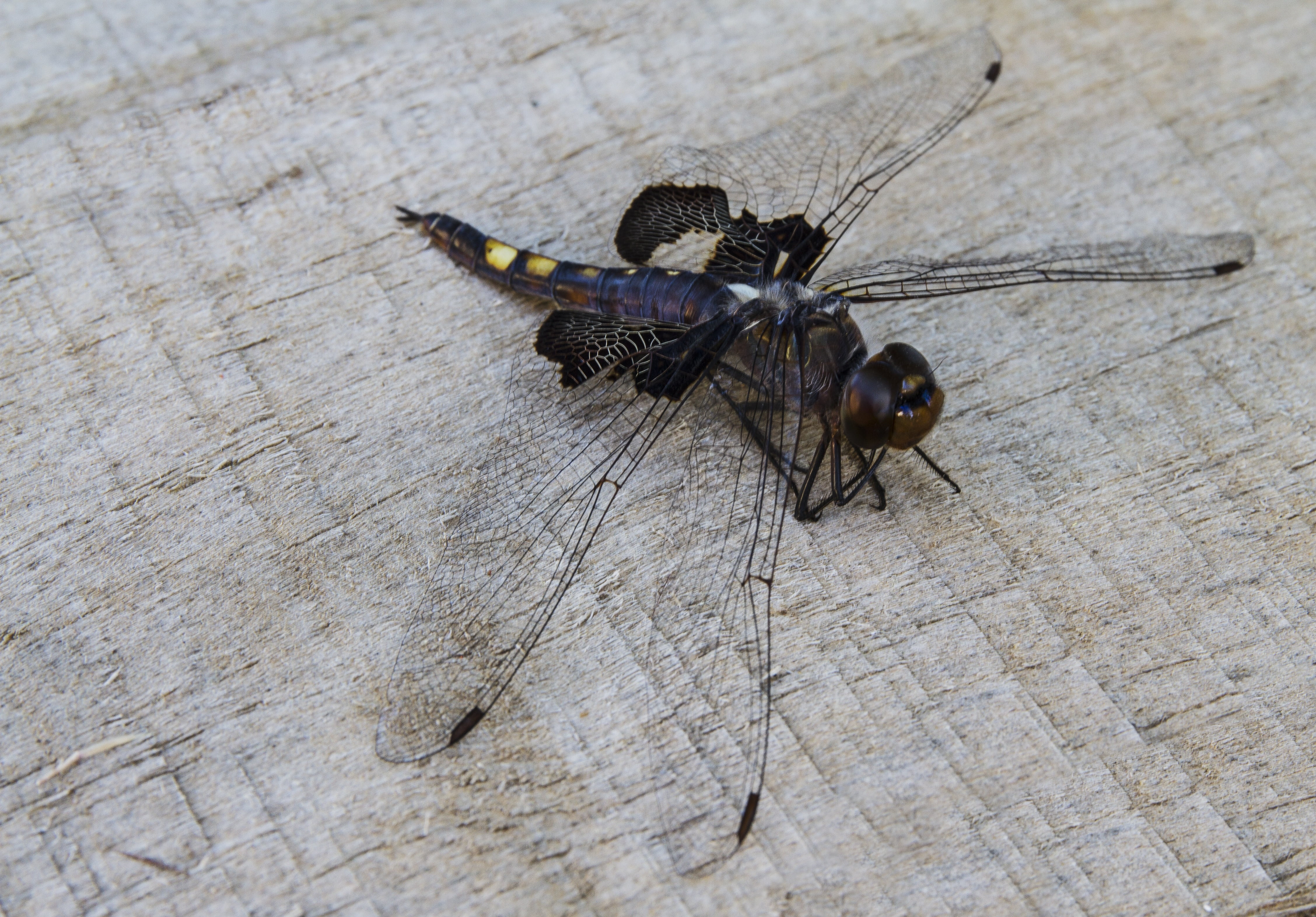 dragonfly, yellow, day, one animal, migration, animal body part, outdoors, odonata, animals in the wild, black saddlebags, high angle view, black color, HD Wallpaper