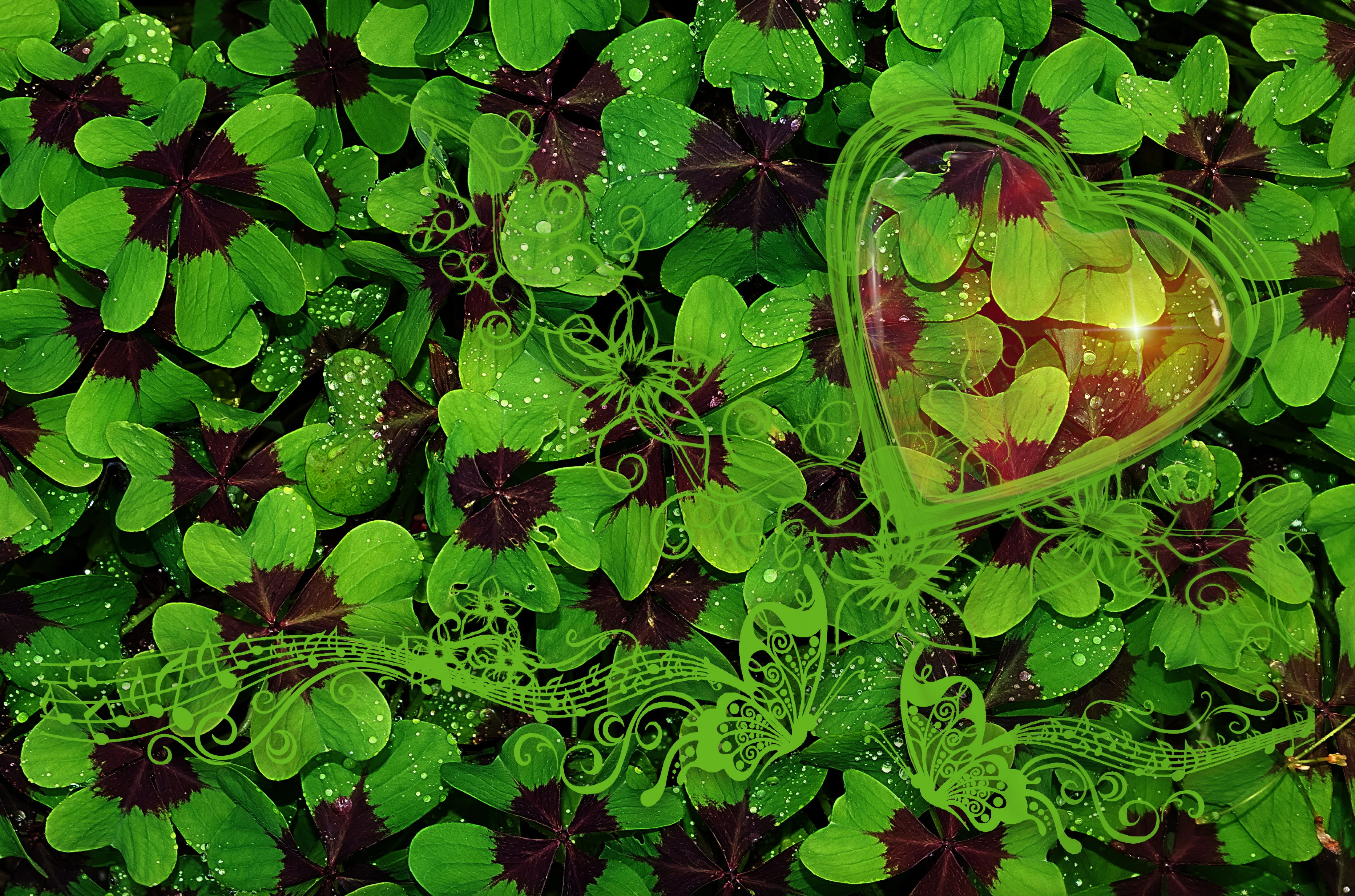leaf, natural pattern, lucky clover, aerial, no people, vierblättrig, day, leaves, view, valentines day, heart, love, full frame, plant part, close-up, HD Wallpaper