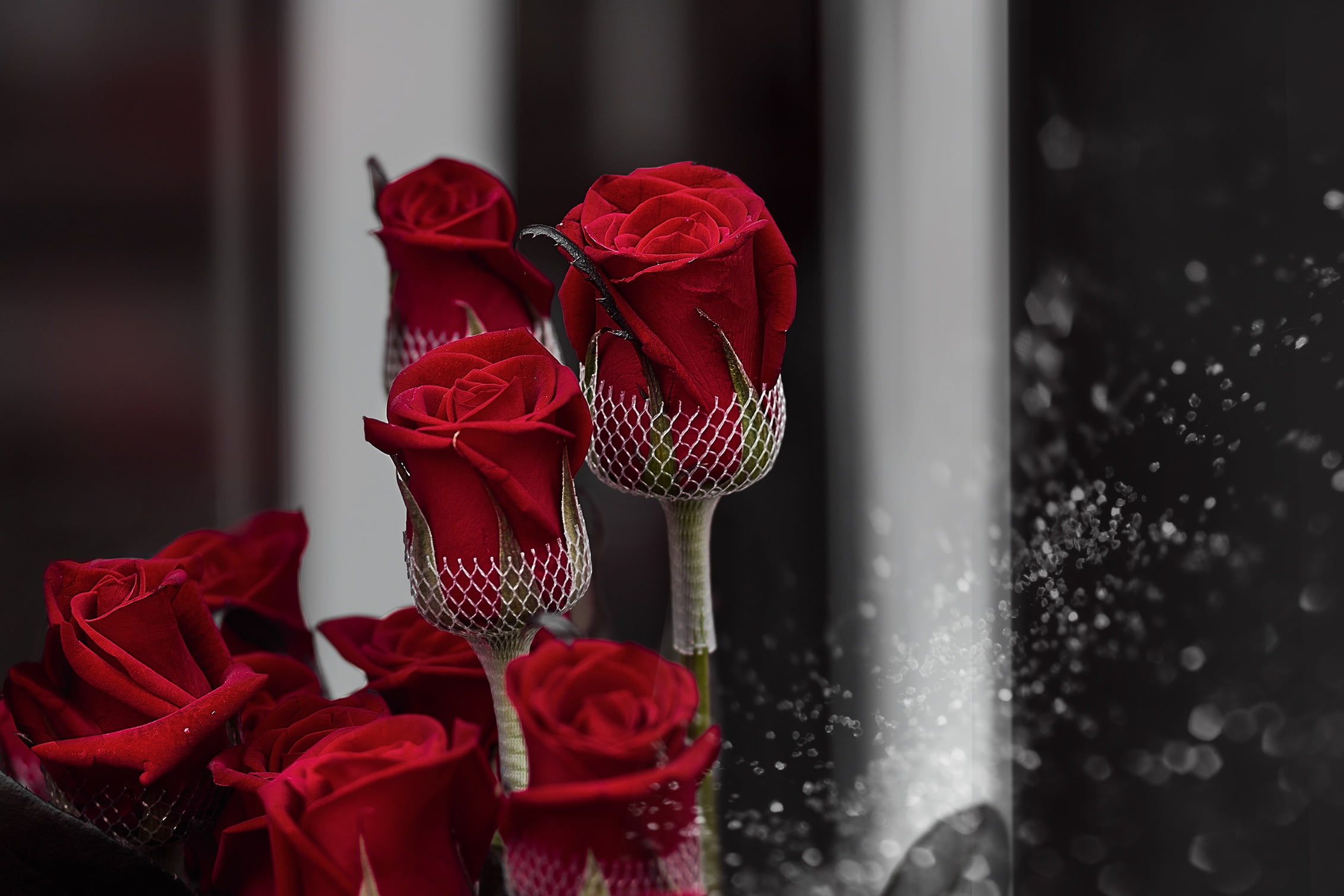 flower head, ribbon, bow, vulnerability, summer flowers, red, flowering plant, close-up, flower, plant, no people, roses, celebration, ribbon - sewing item, HD Wallpaper