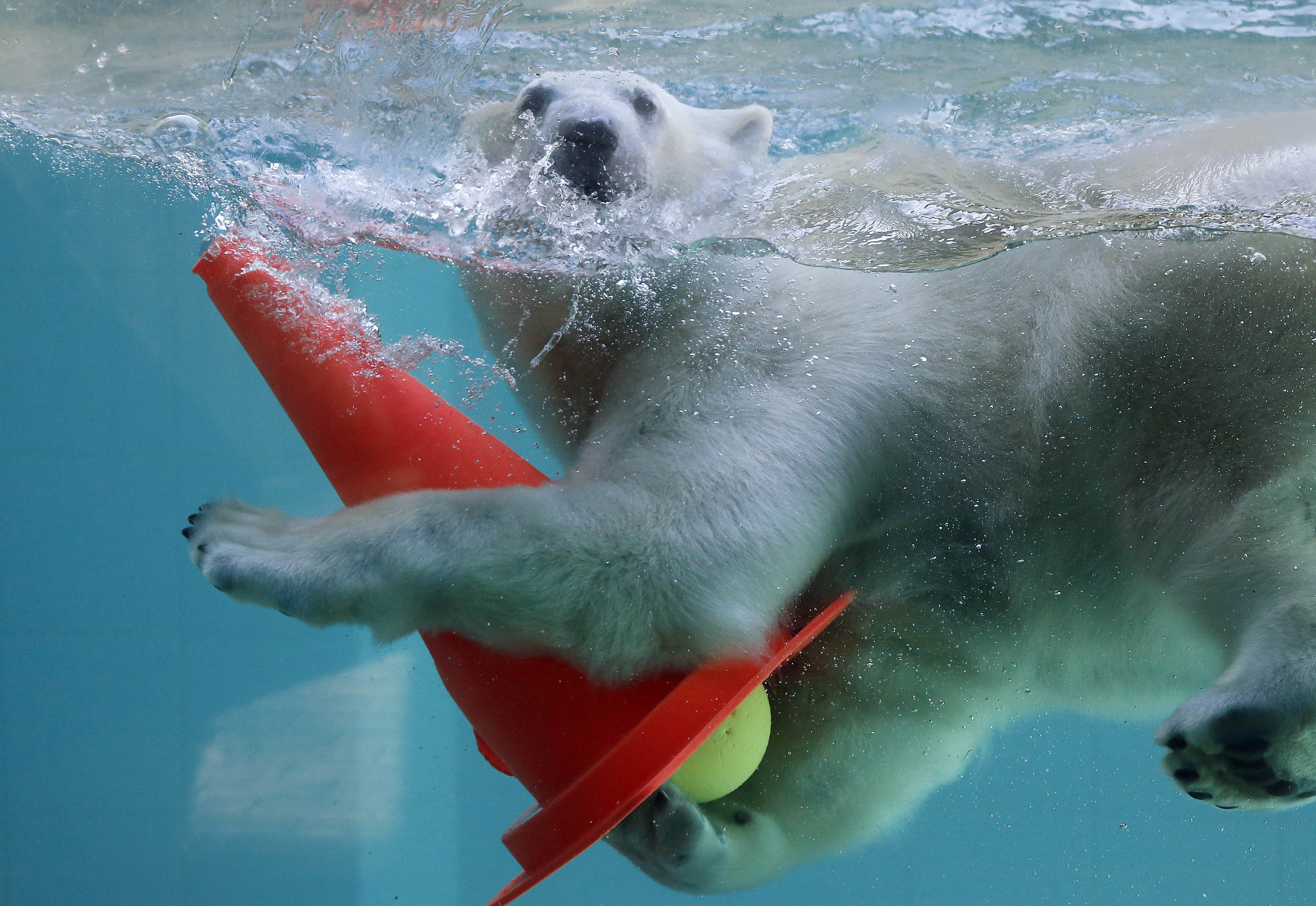 animals, 4K, water, cones, polar bears, HD Wallpaper