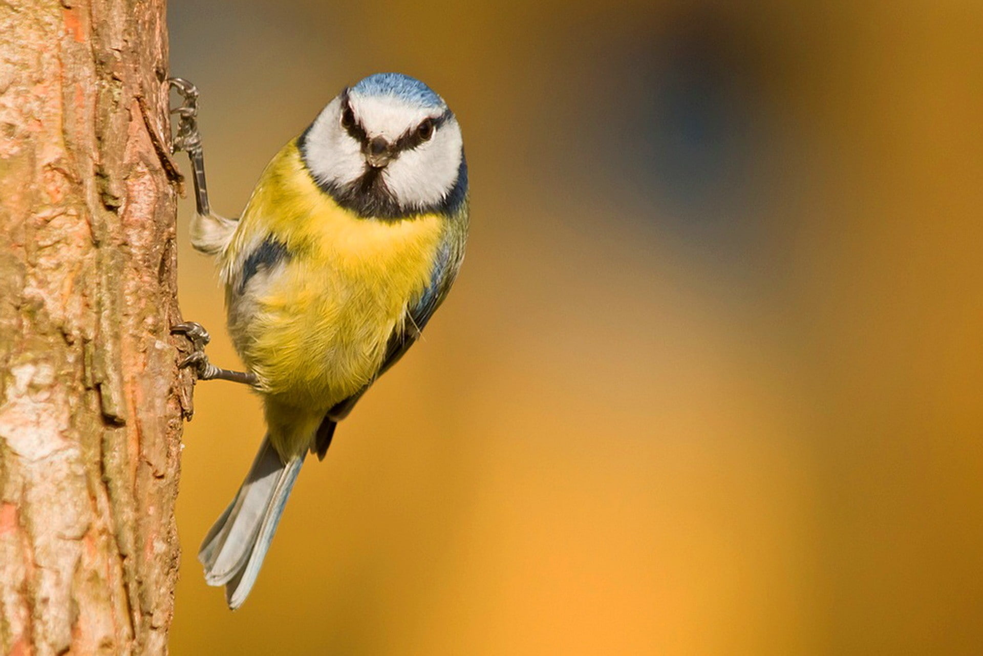 animals, titmouse, 1080P, birds, HD Wallpaper