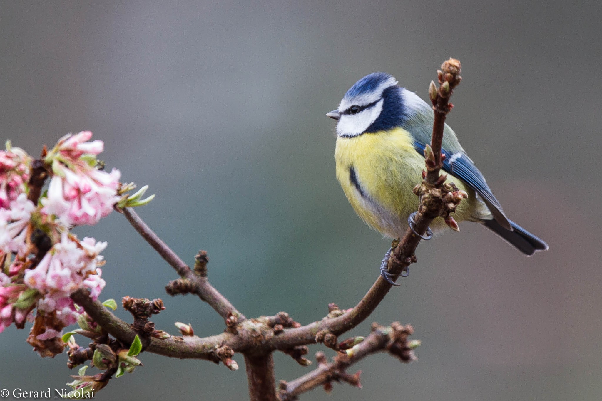 birds, 1080P, titmouse, photography, animals, HD Wallpaper