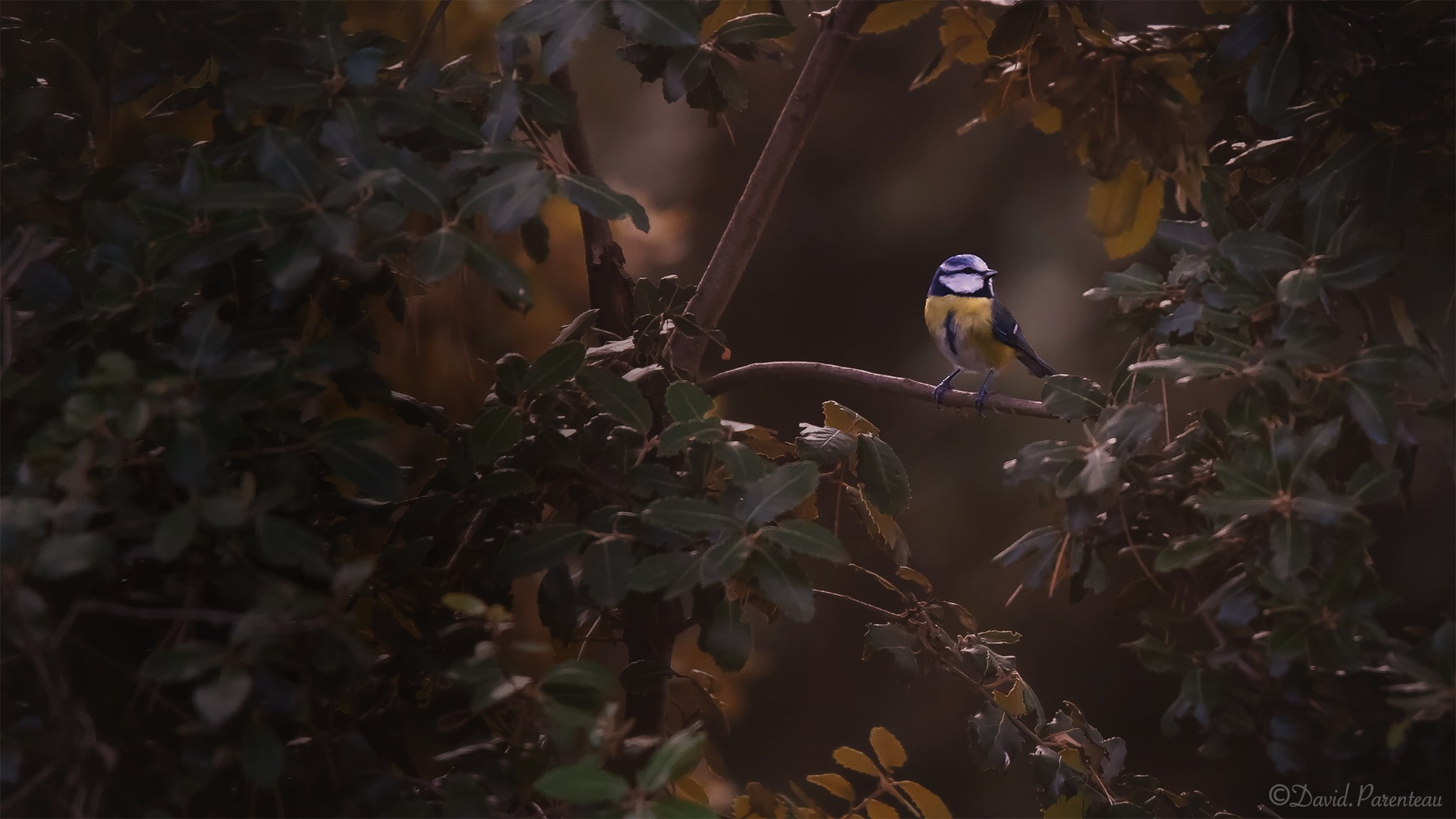 1080P, photography, animals, birds, titmouse, leaves, HD Wallpaper