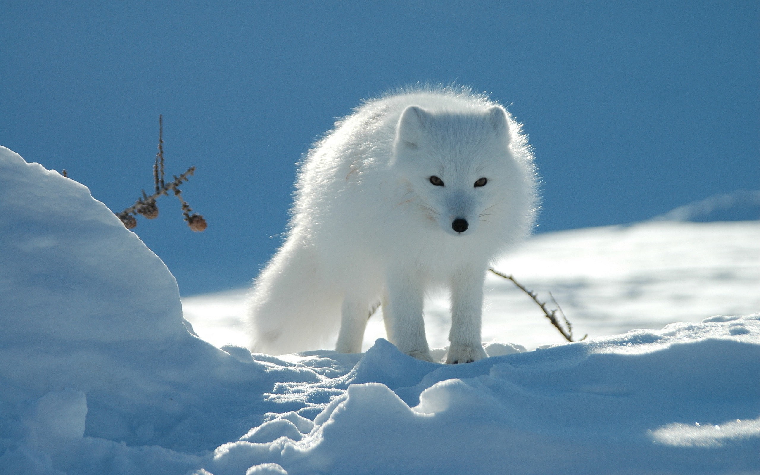 snow, pine cones, 2K, arctic fox, HD Wallpaper