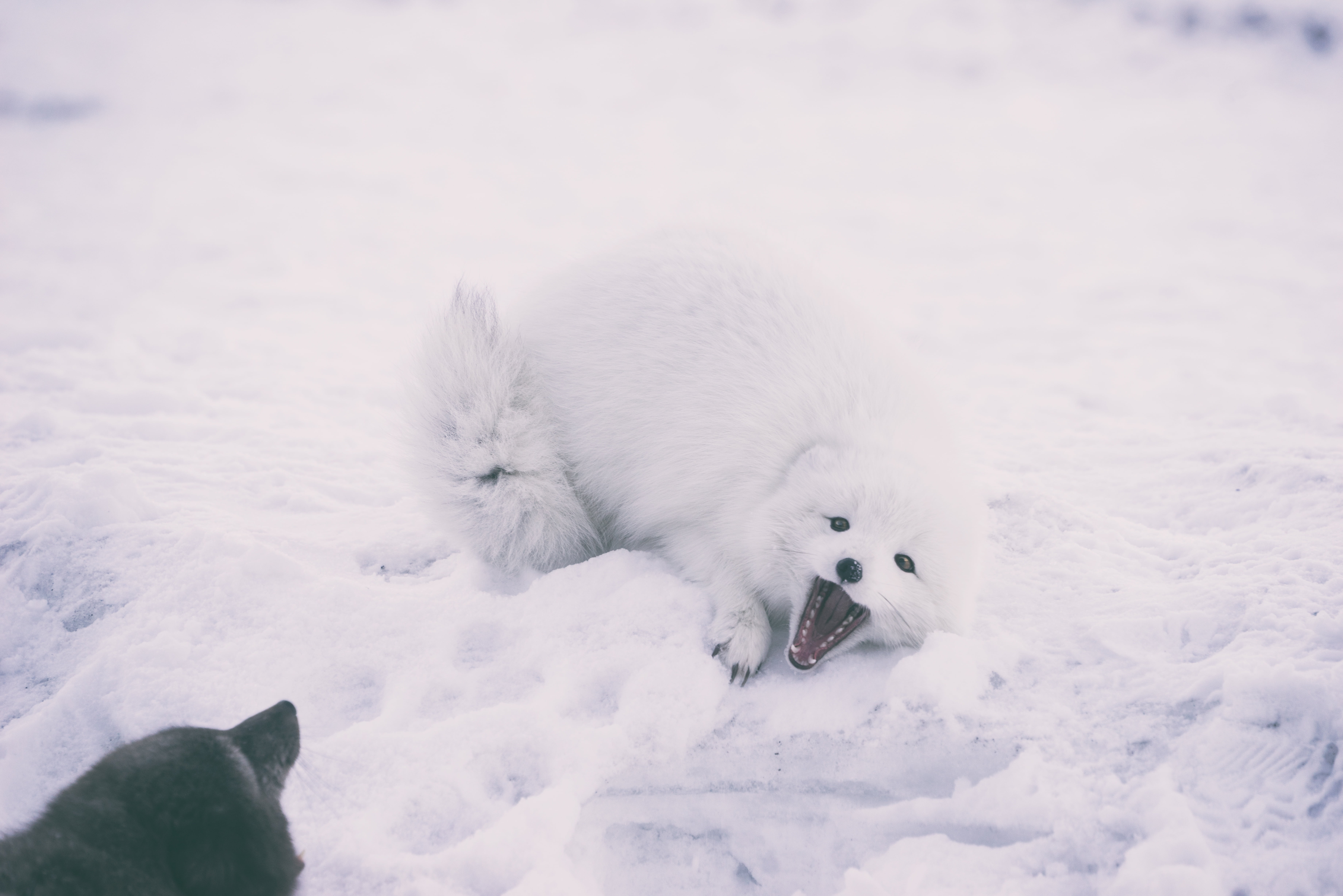 snow, small, winter, season, pets, siberia, canine, blue, one animal, ice, dog, arctic, fur, animal, frost, no people, nature, 5K, domestic animals, cold temperature, HD Wallpaper